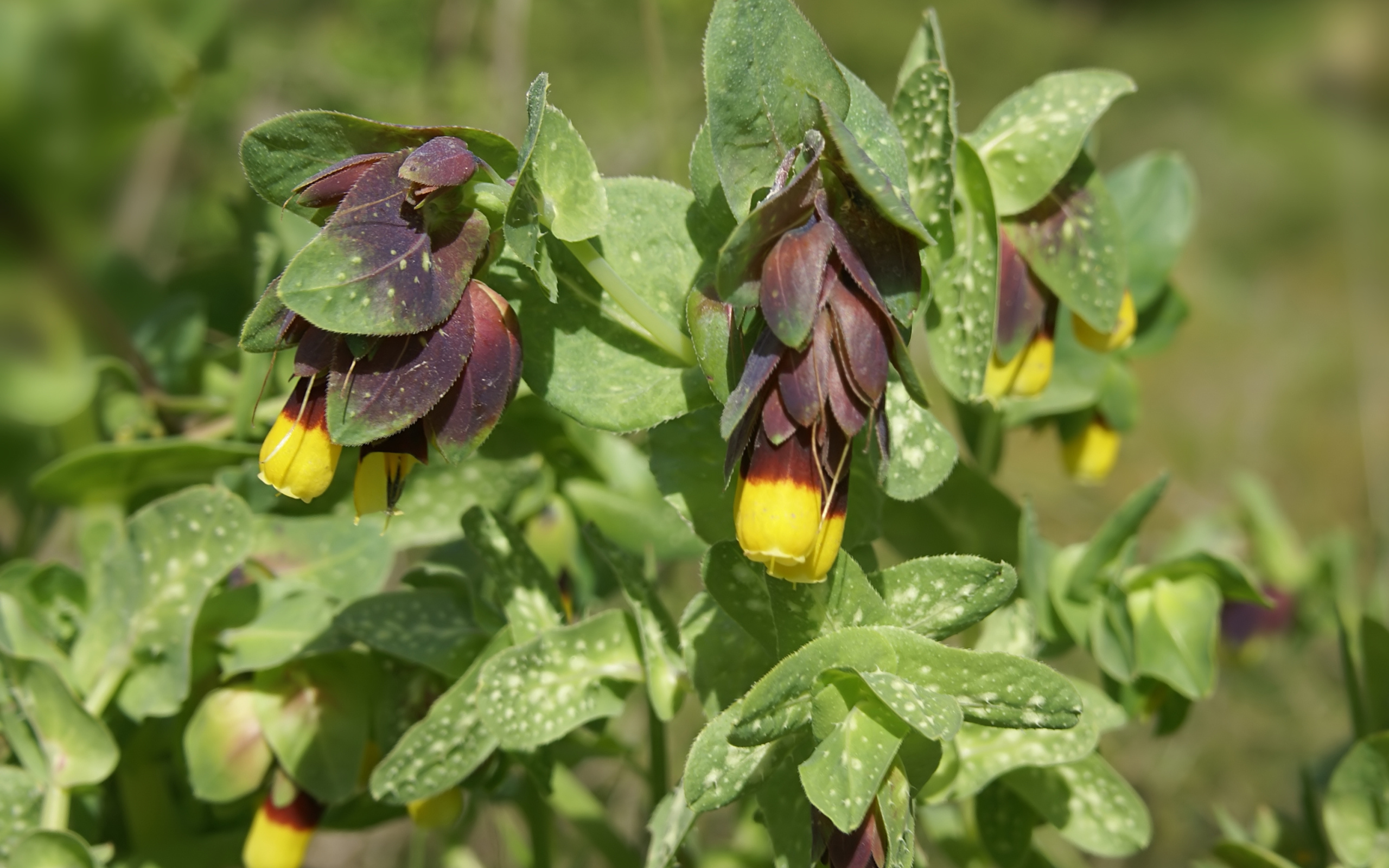 Выращивание растения восковник в саду