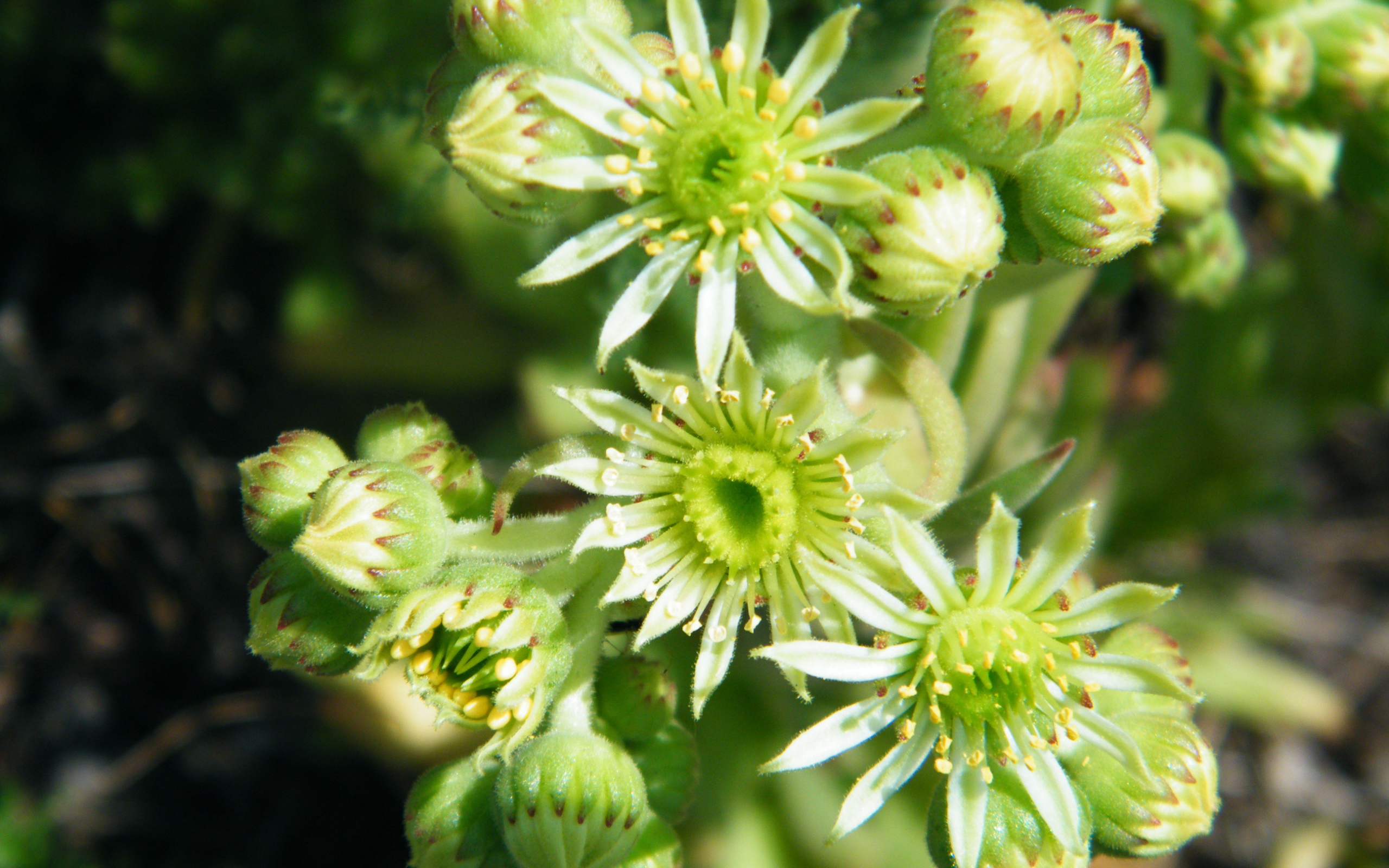 На поляне красивое растение молодило 