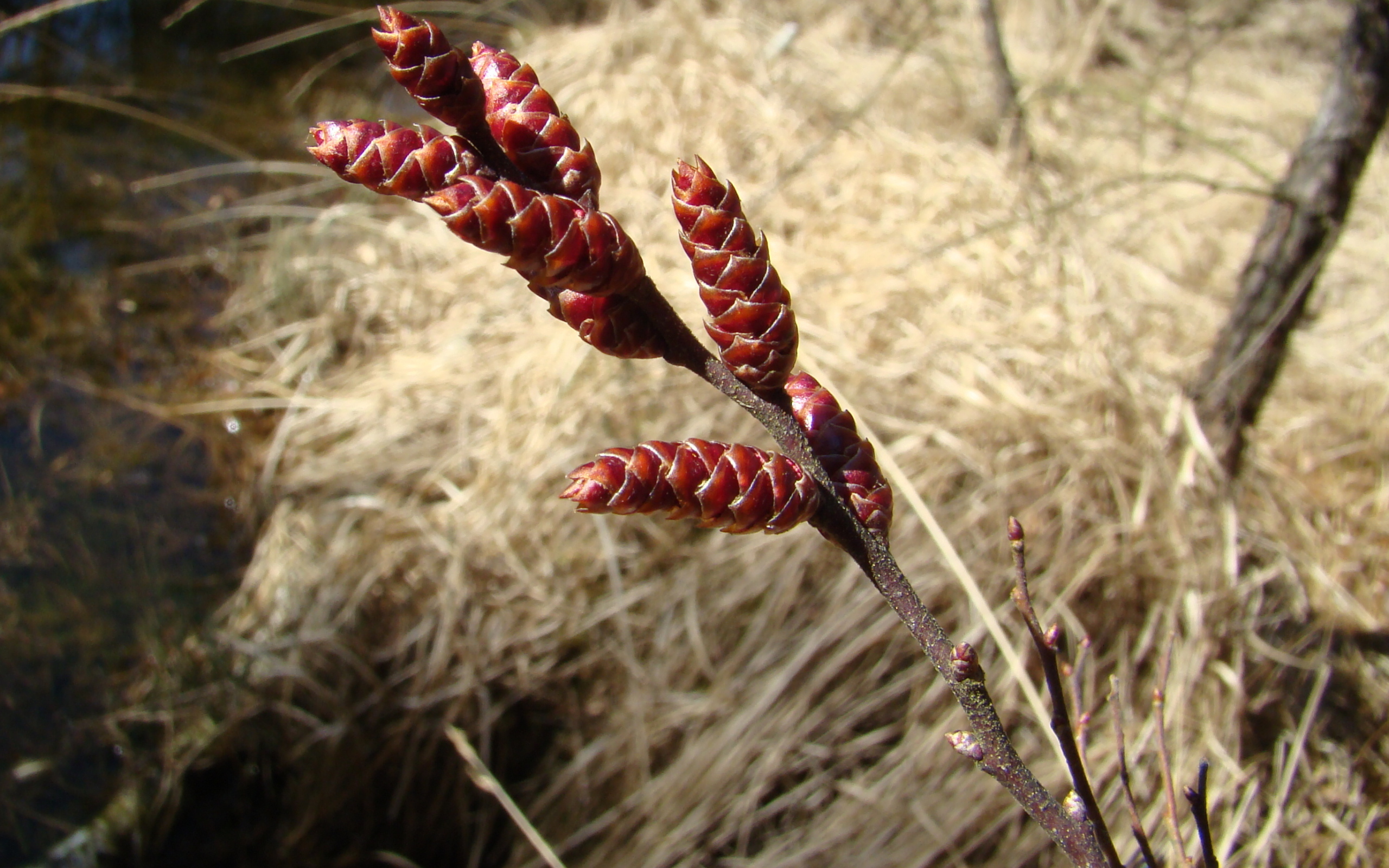 На поляне растение восковник