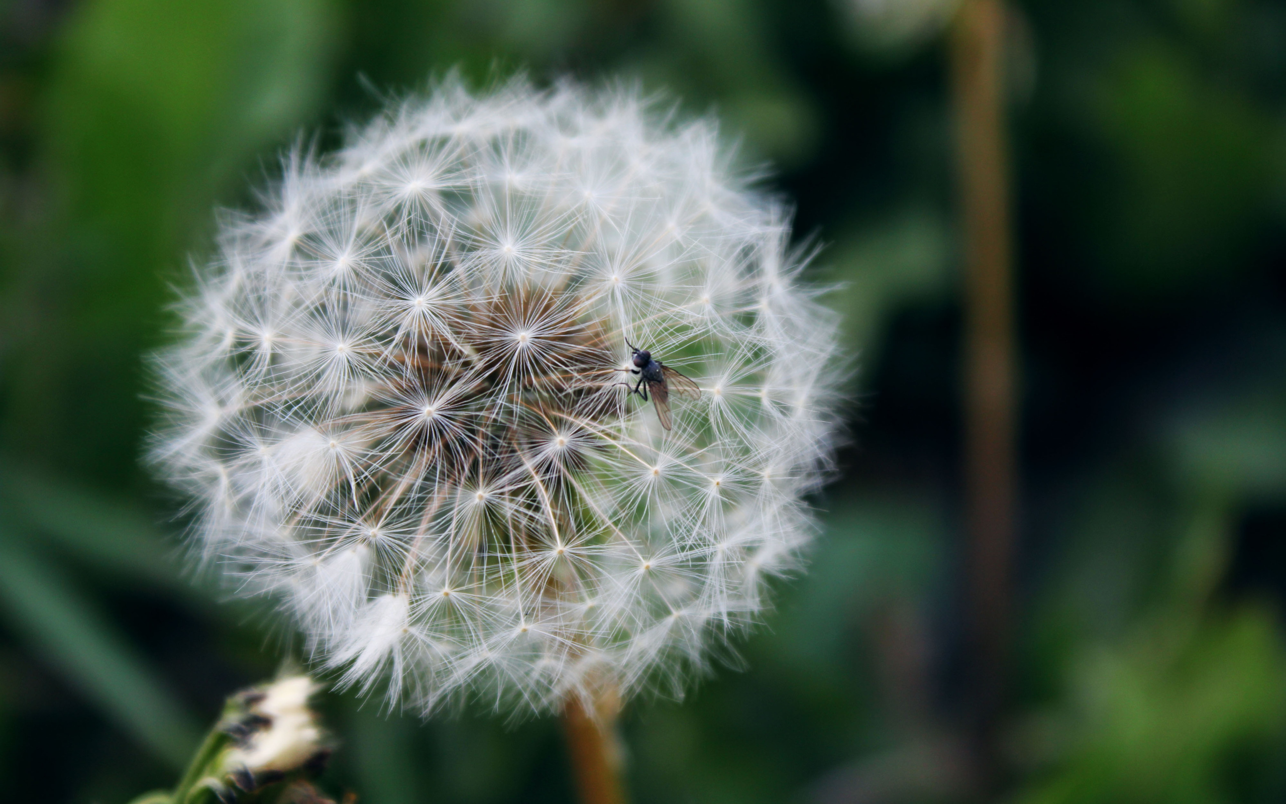В лесу красивый козлобородник (большой одуванчик) 