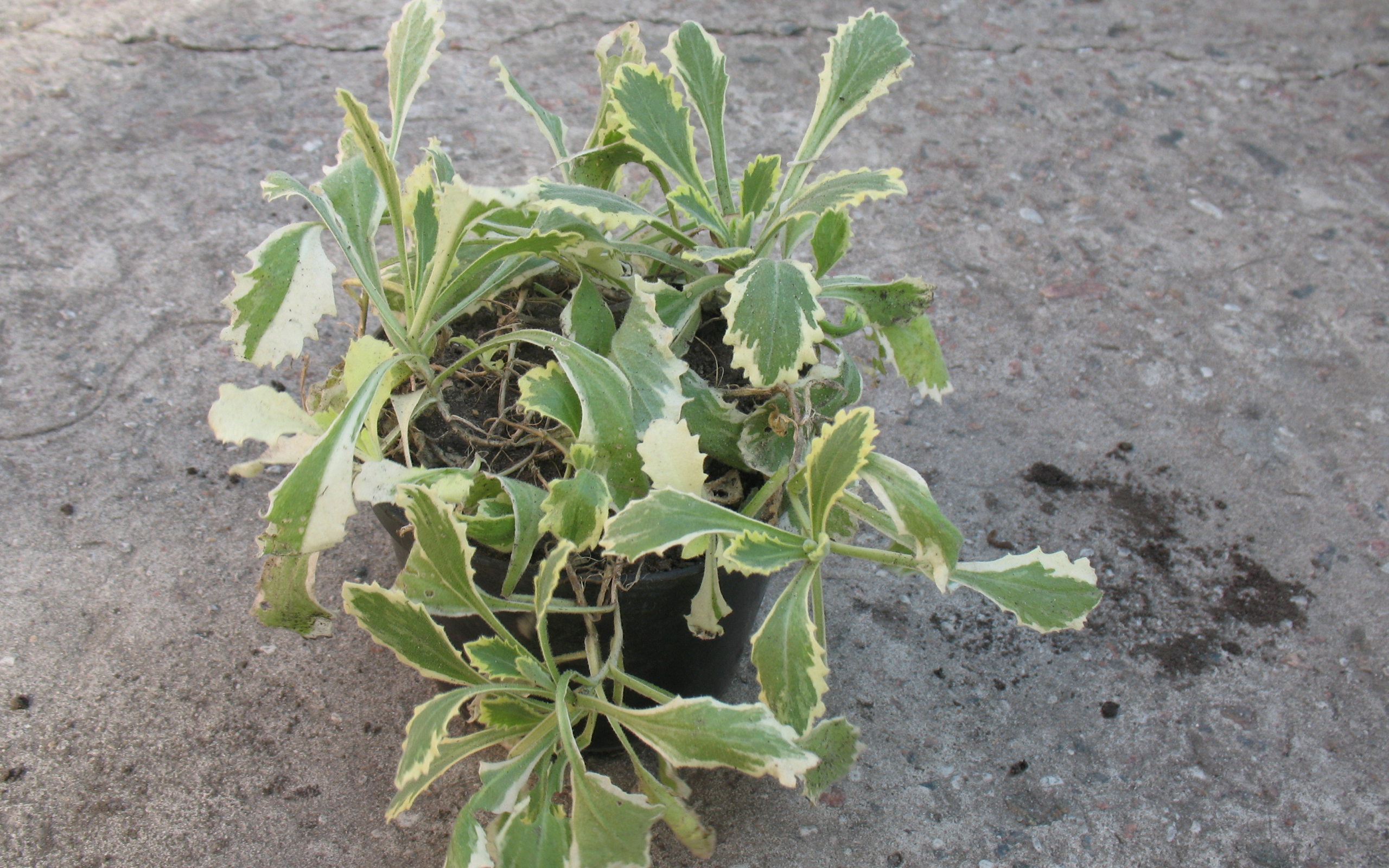 В огороде выросла резуха