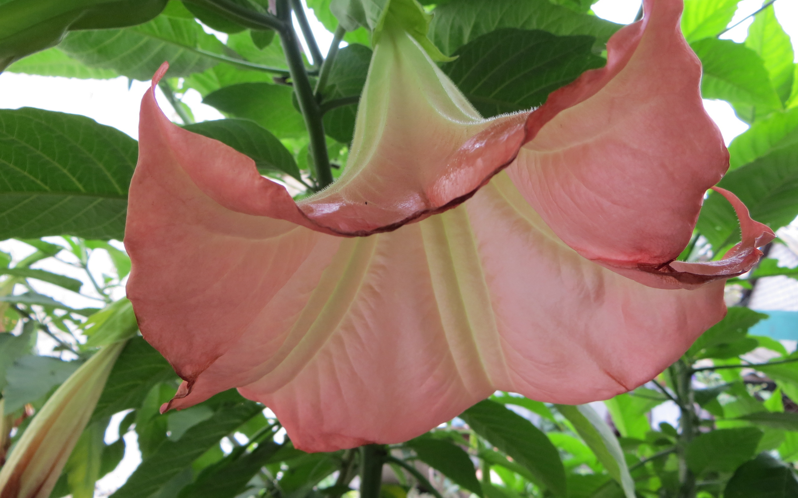 В саду красивые цветы бругмансия