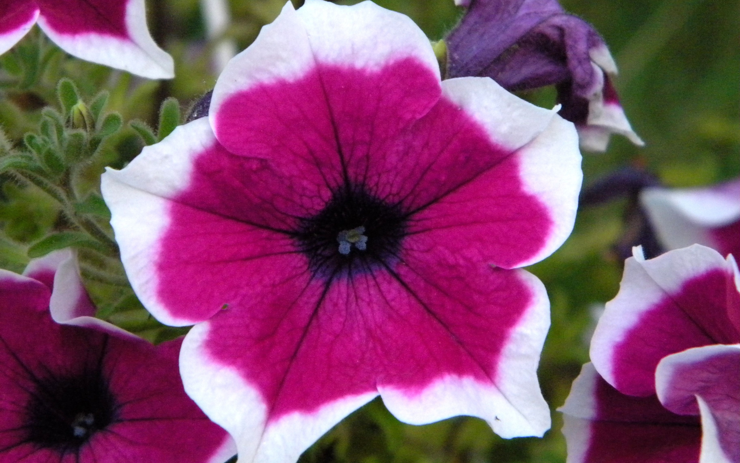 В саду красивые цветы петуния