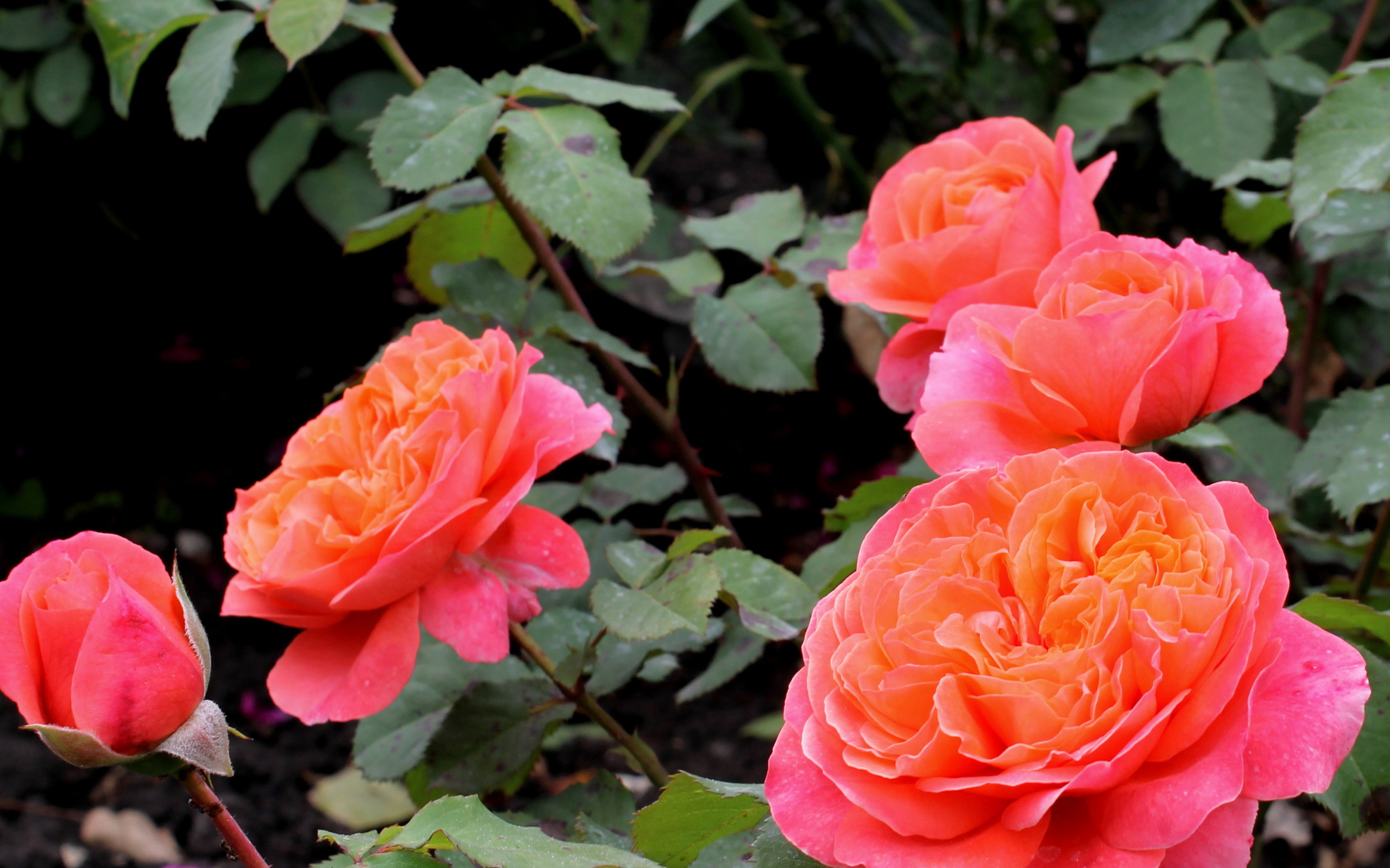 В саду красивые цветы кустарниковые розы