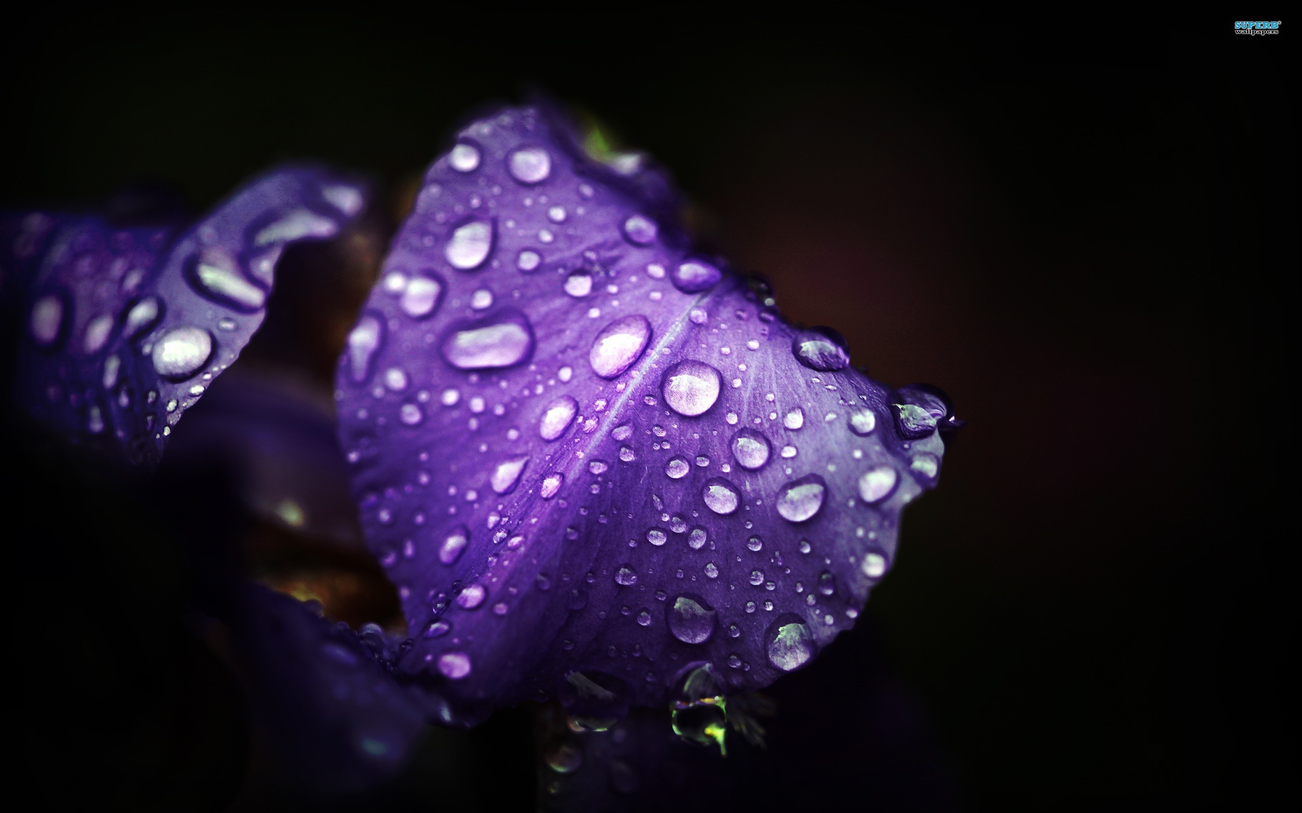 Влага на лепестках ириса