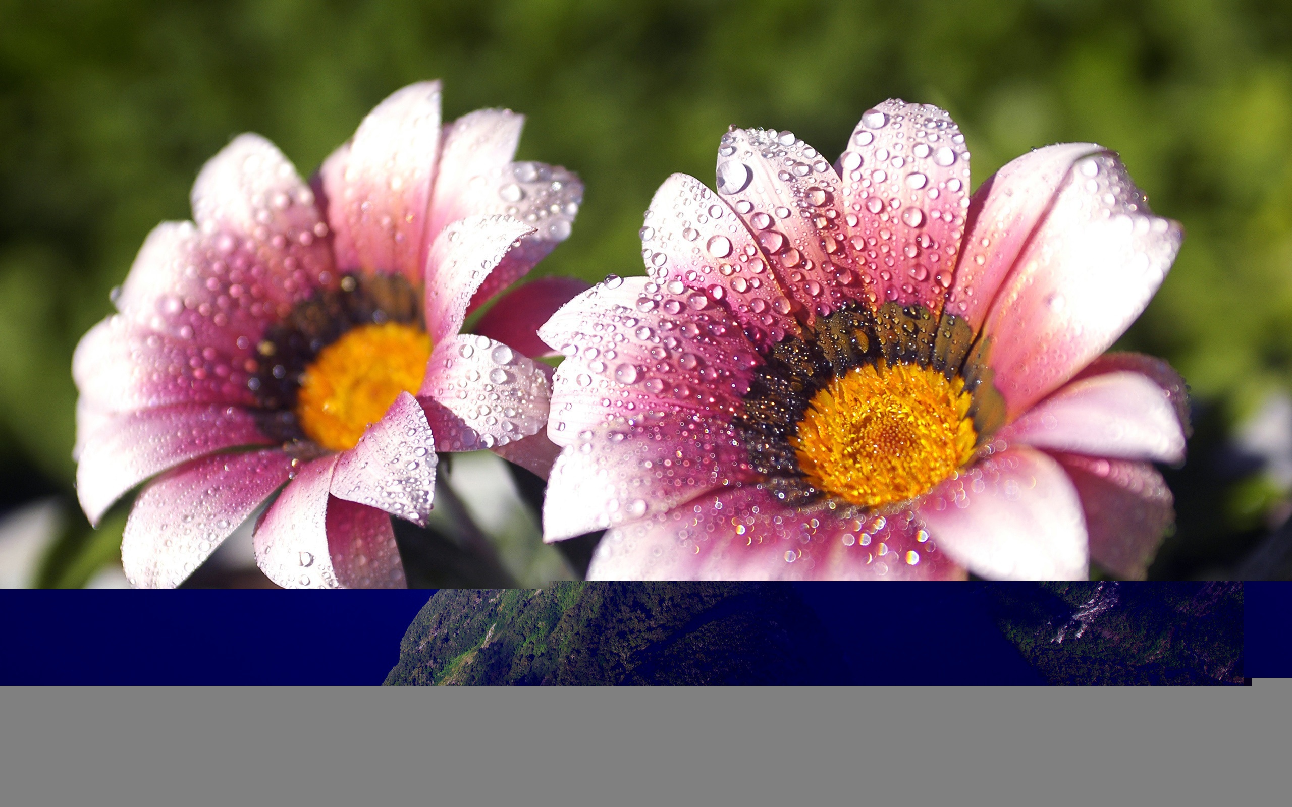 Утренняя влага