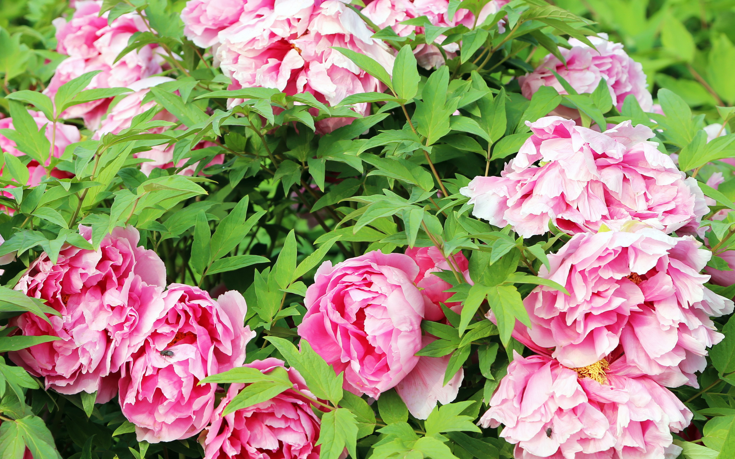 Цветы пионы в саду