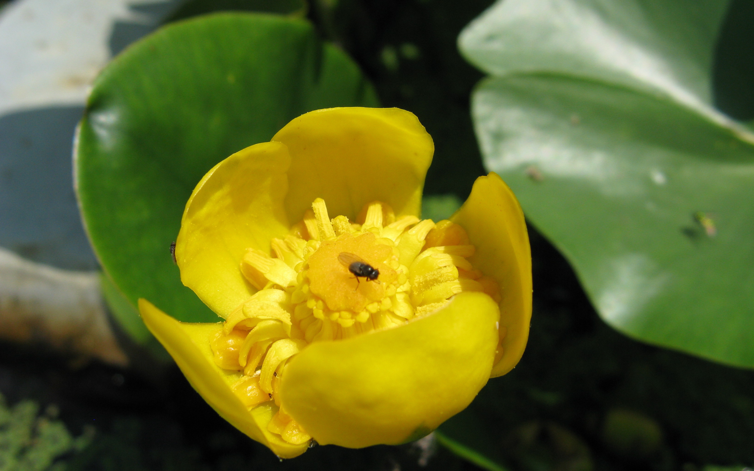 Plant yellow Potbelly