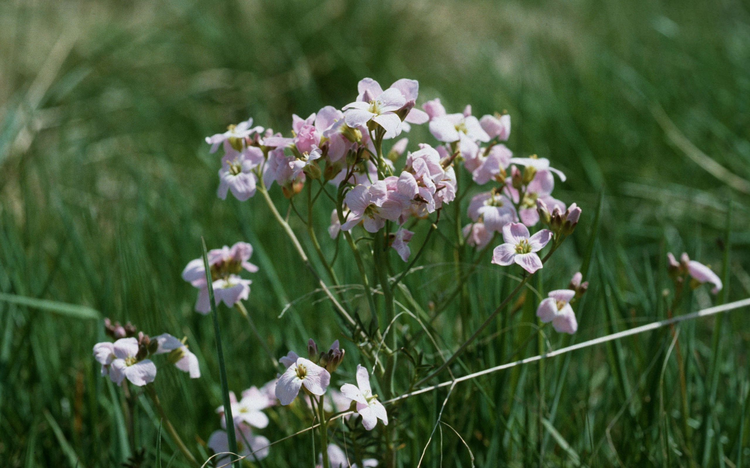 Цветы резуха в саду