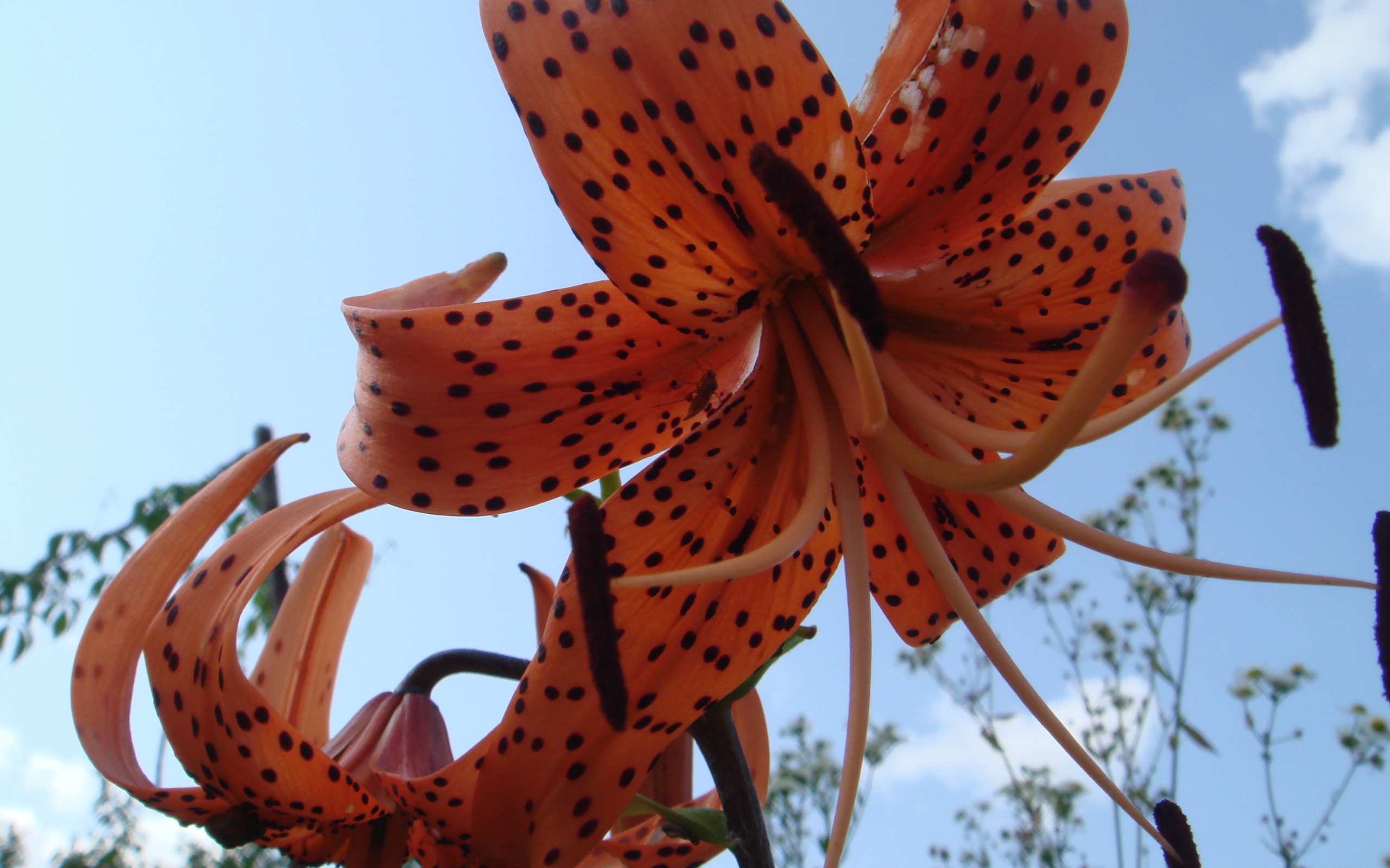 Цветок на фоне неба