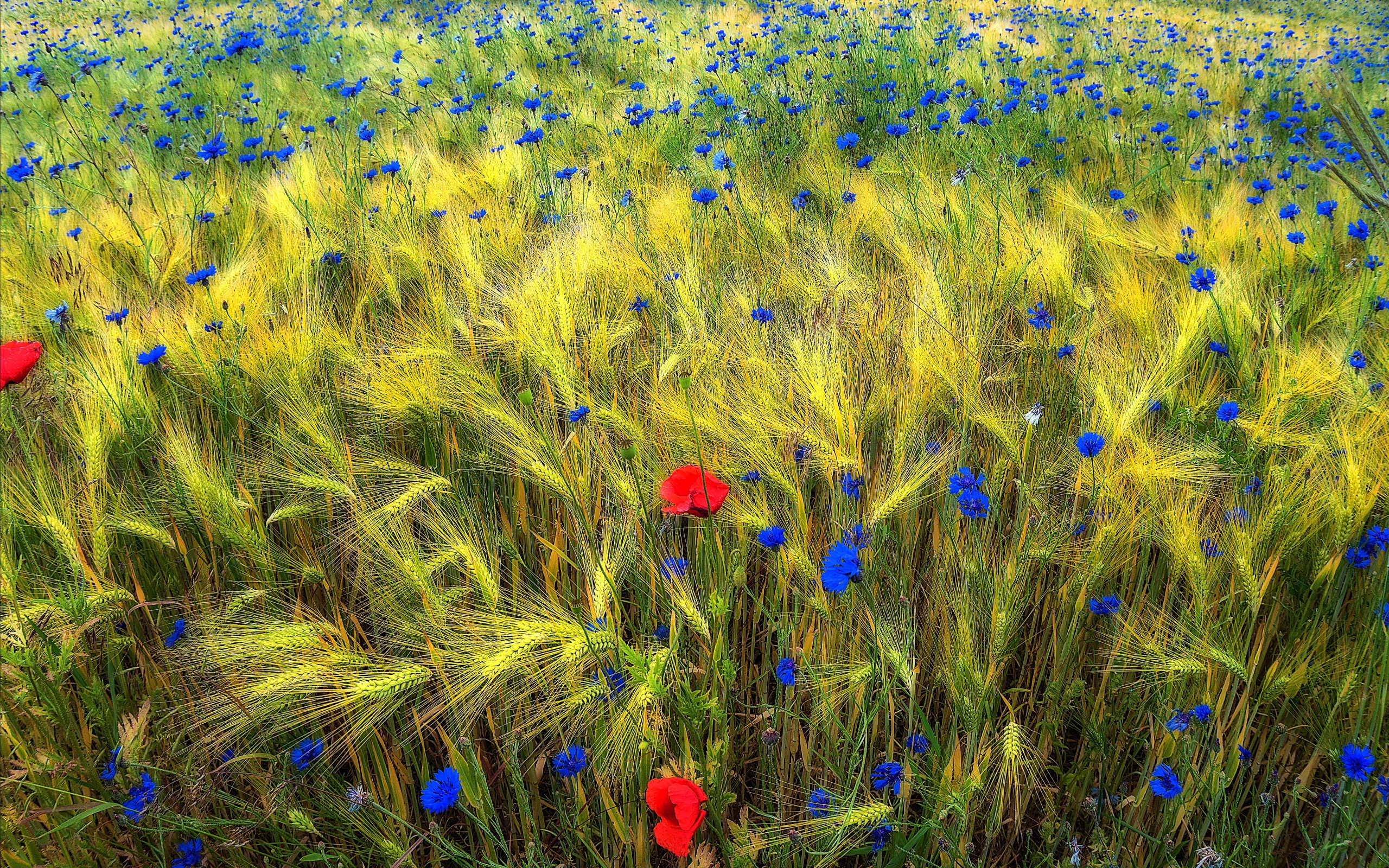 Полевые цветы на Украине