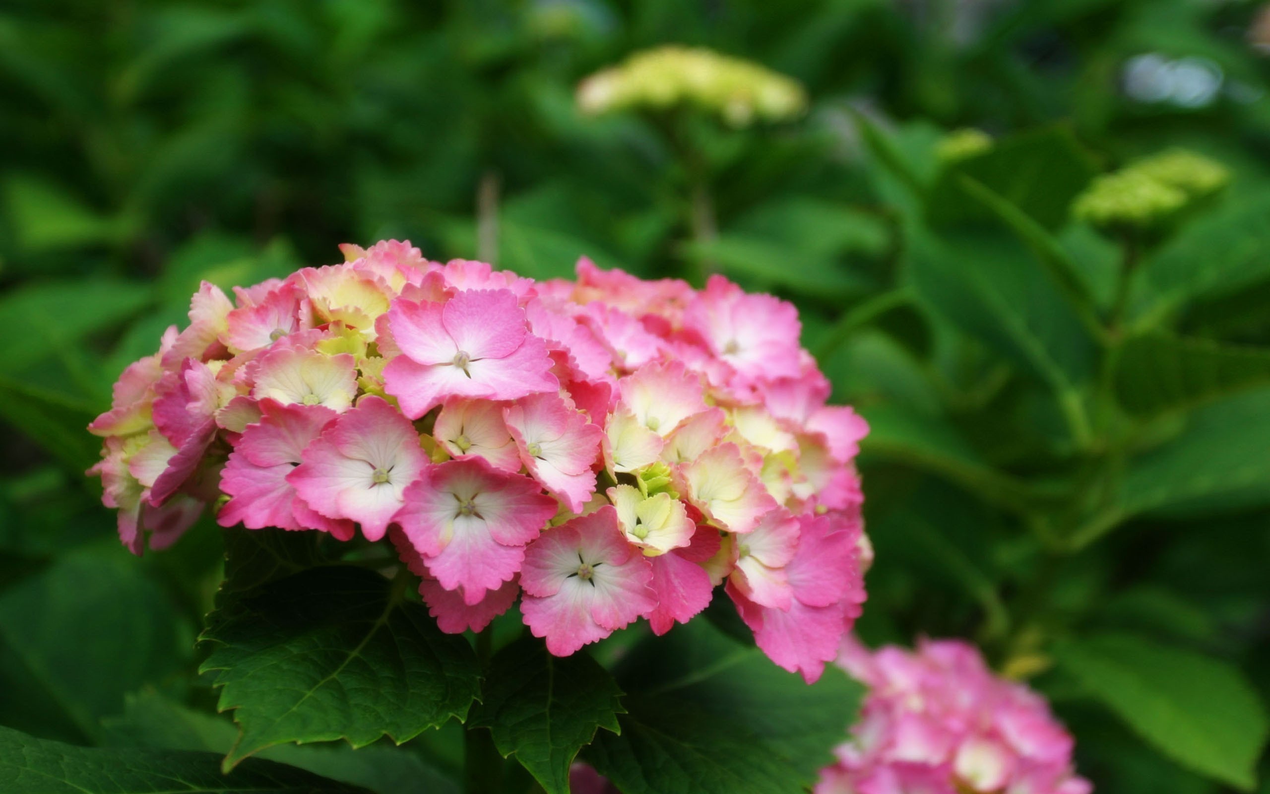 Желто розовые цветы