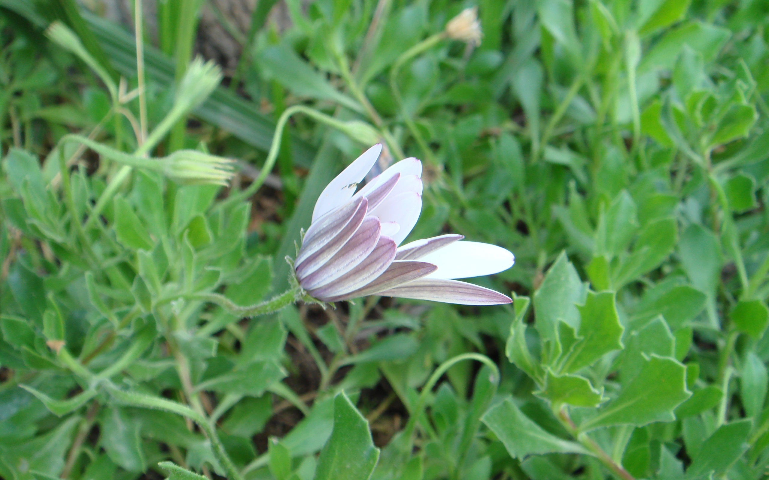 Нежный розовый цветок