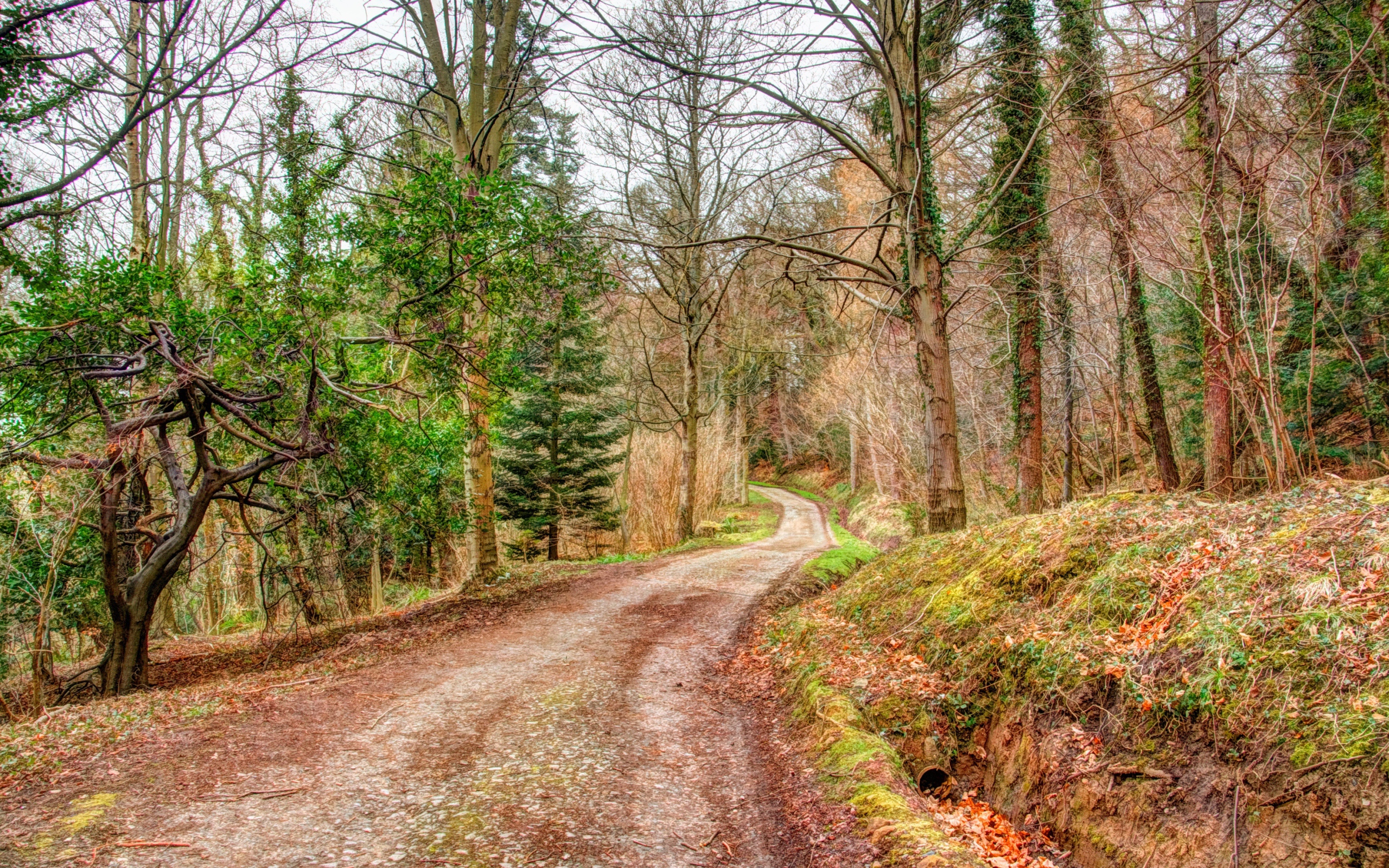 Мрачный лес осенью