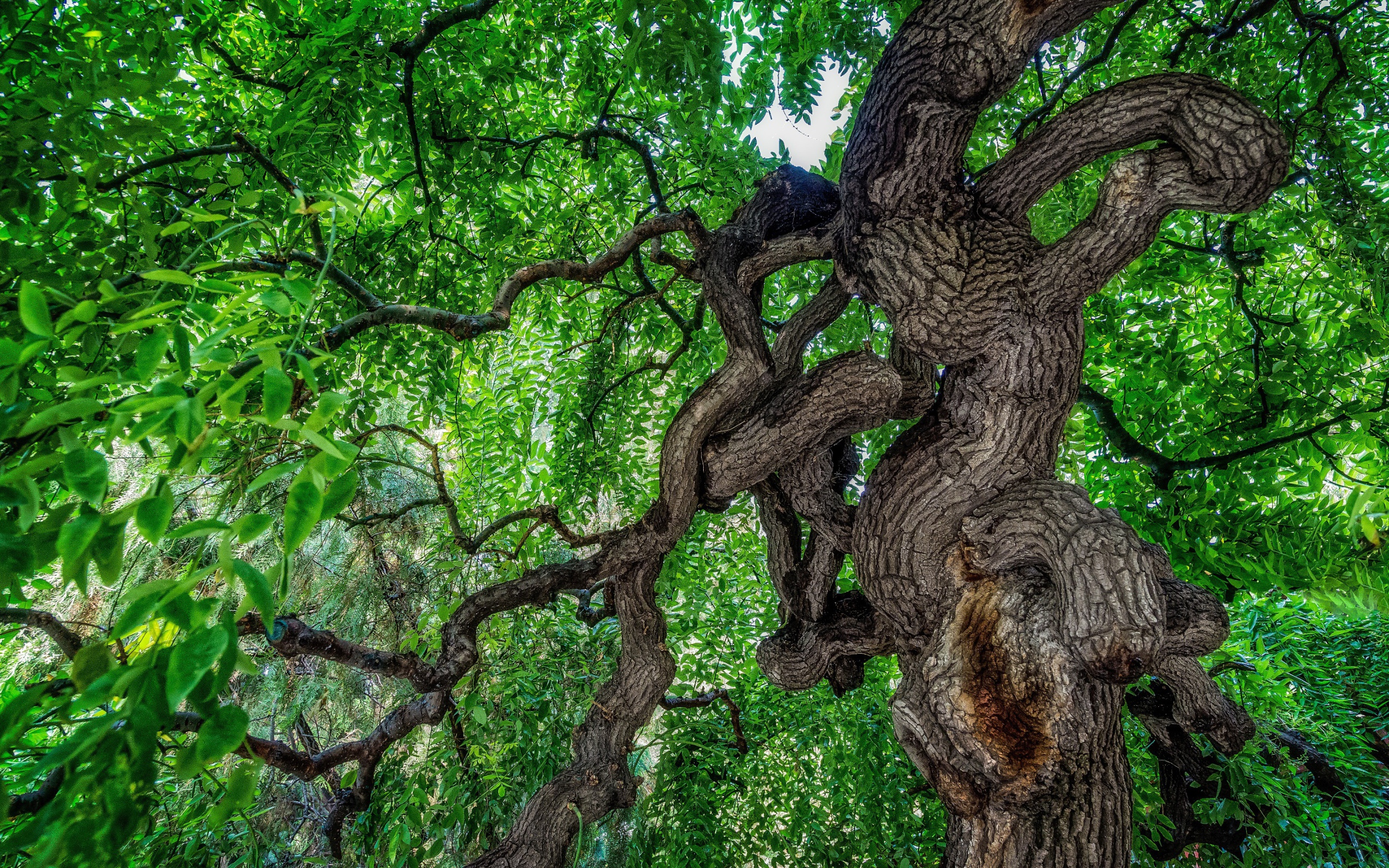 Сильно изогнутое дерево в лесу