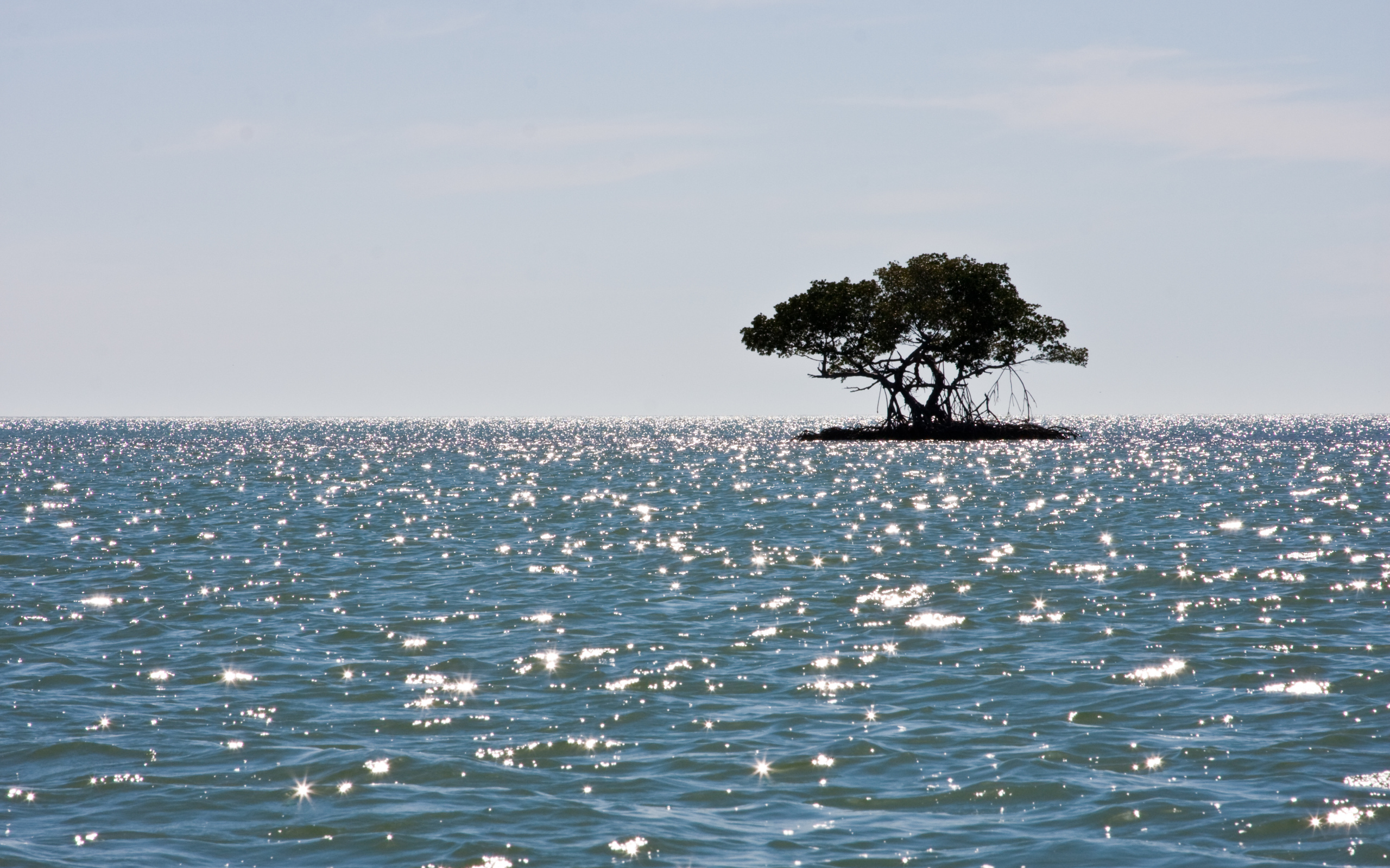Маленький остров с деревом