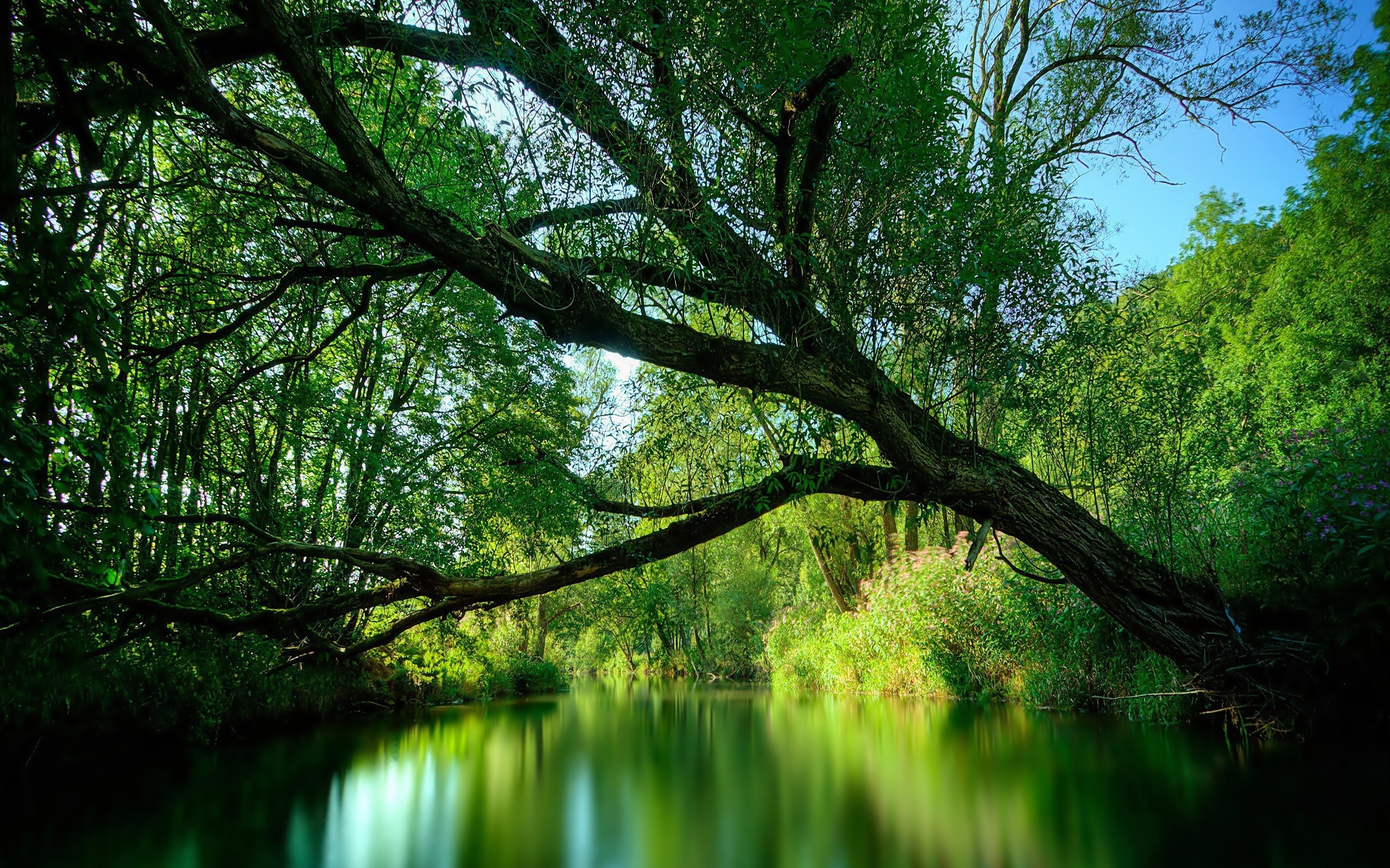 Дерево нависло над рекой