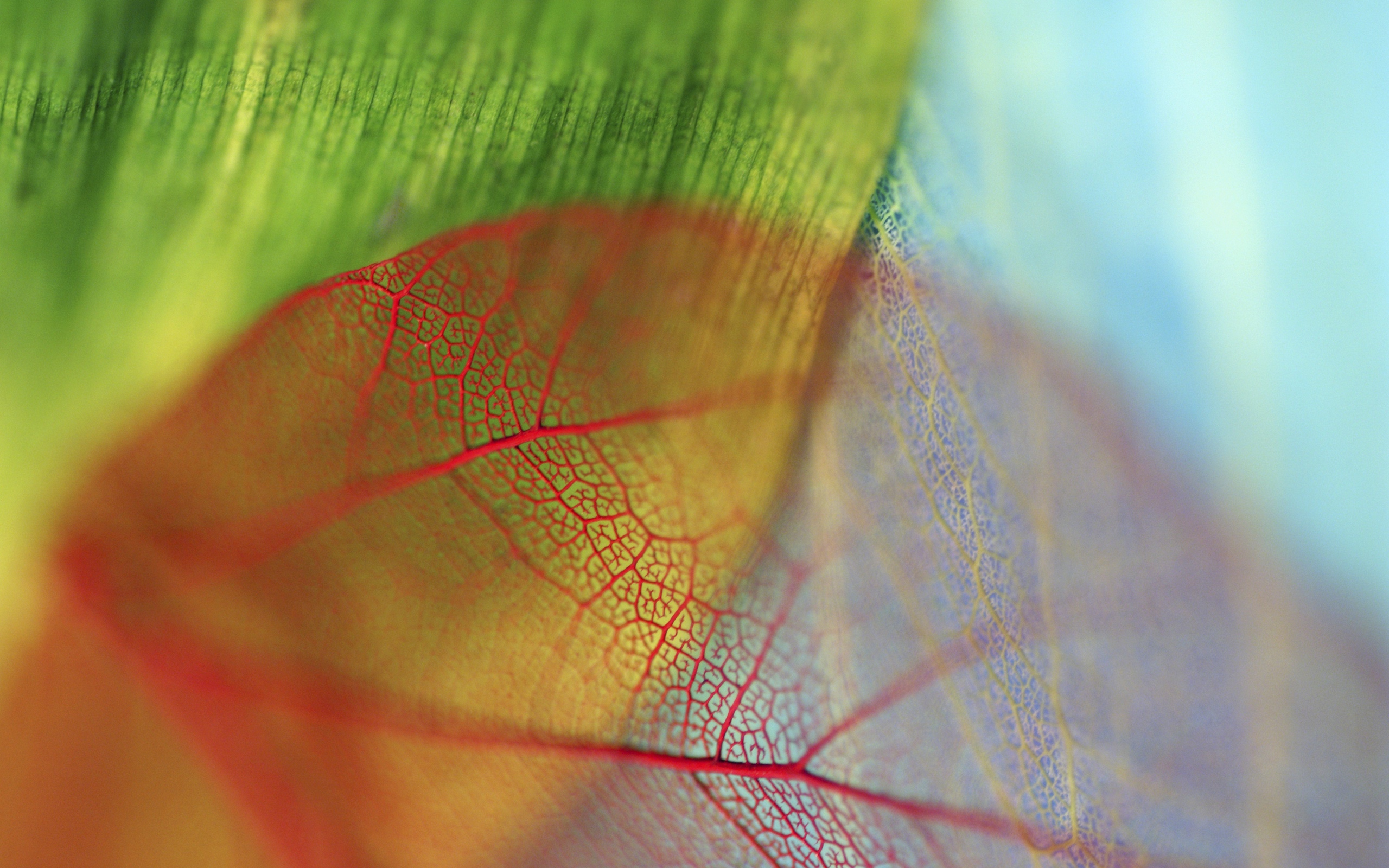 Прожилки прозрачного листа