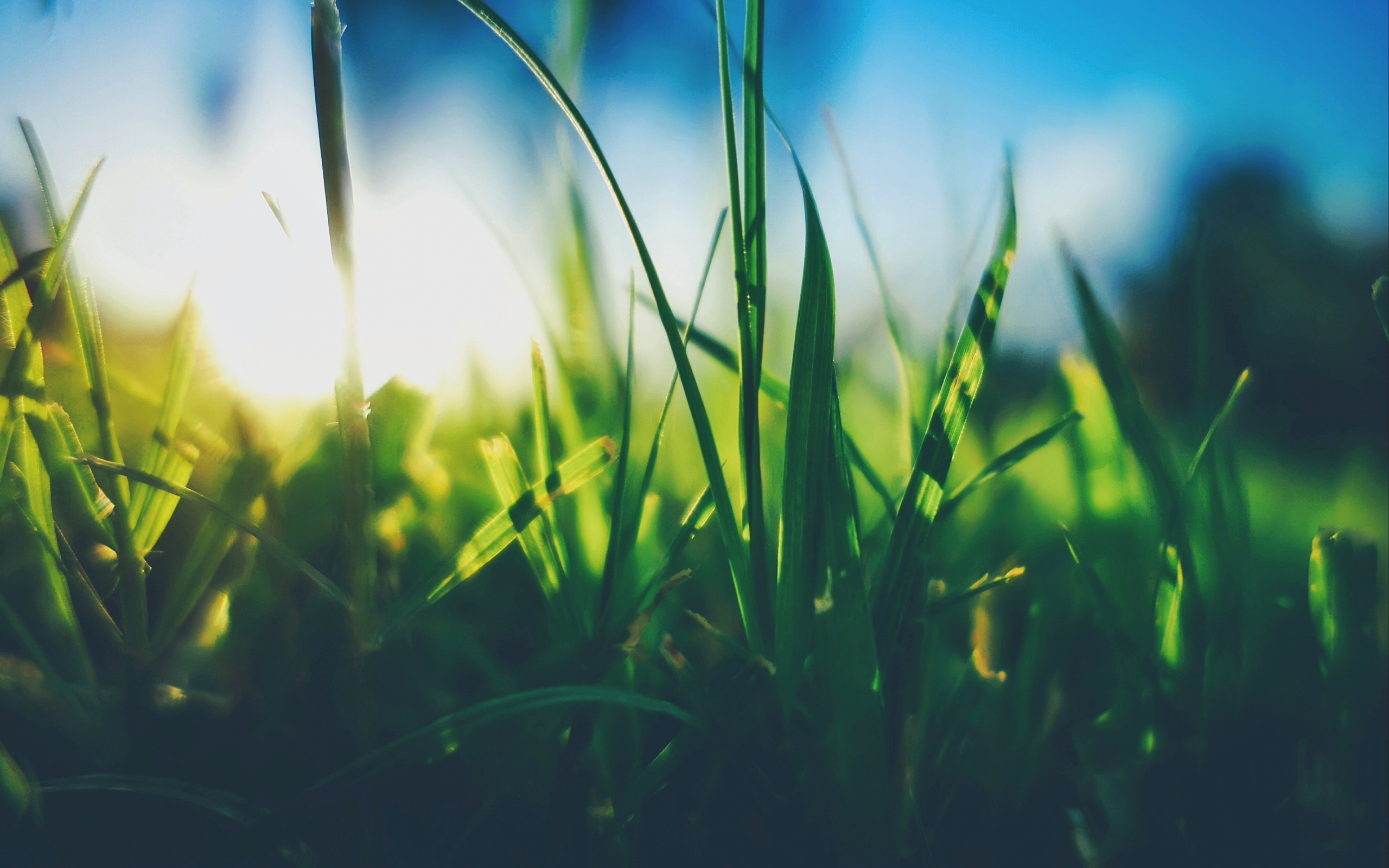 Трава в поле