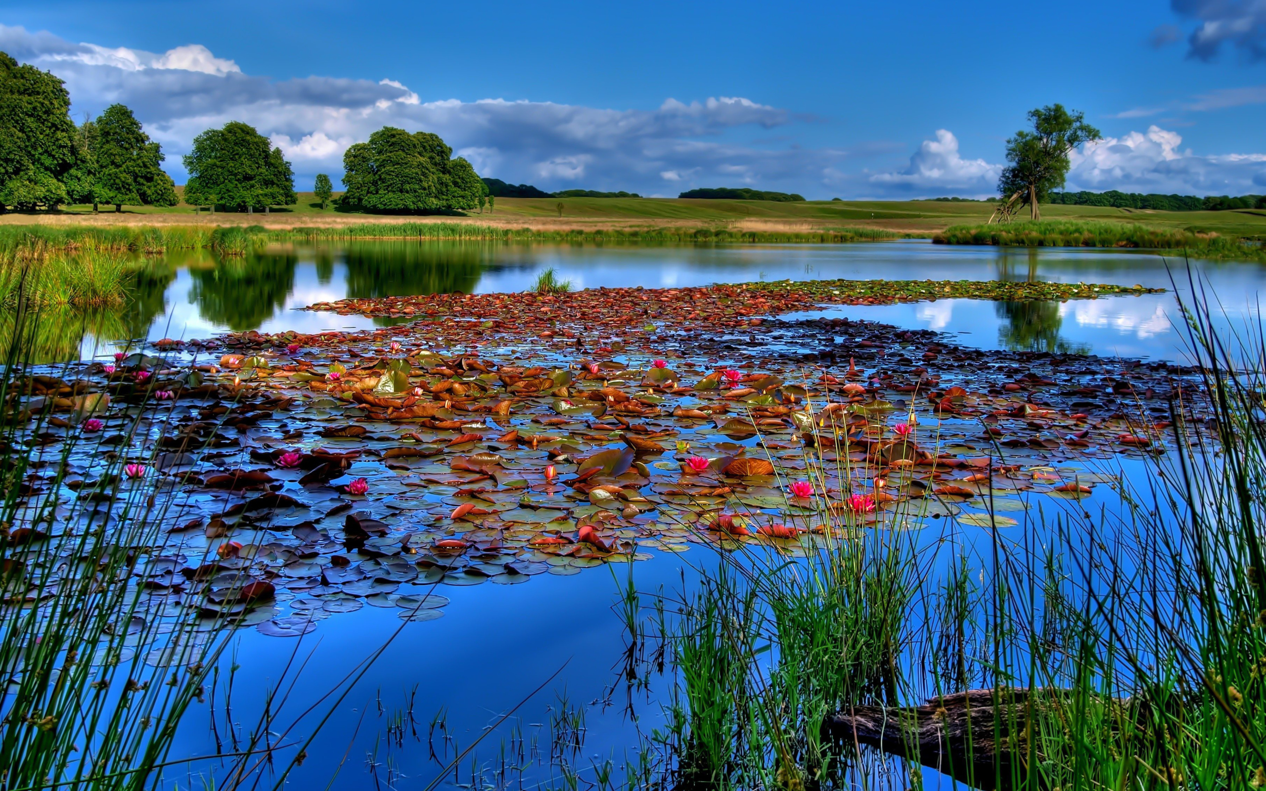 Растения на поверхности озера