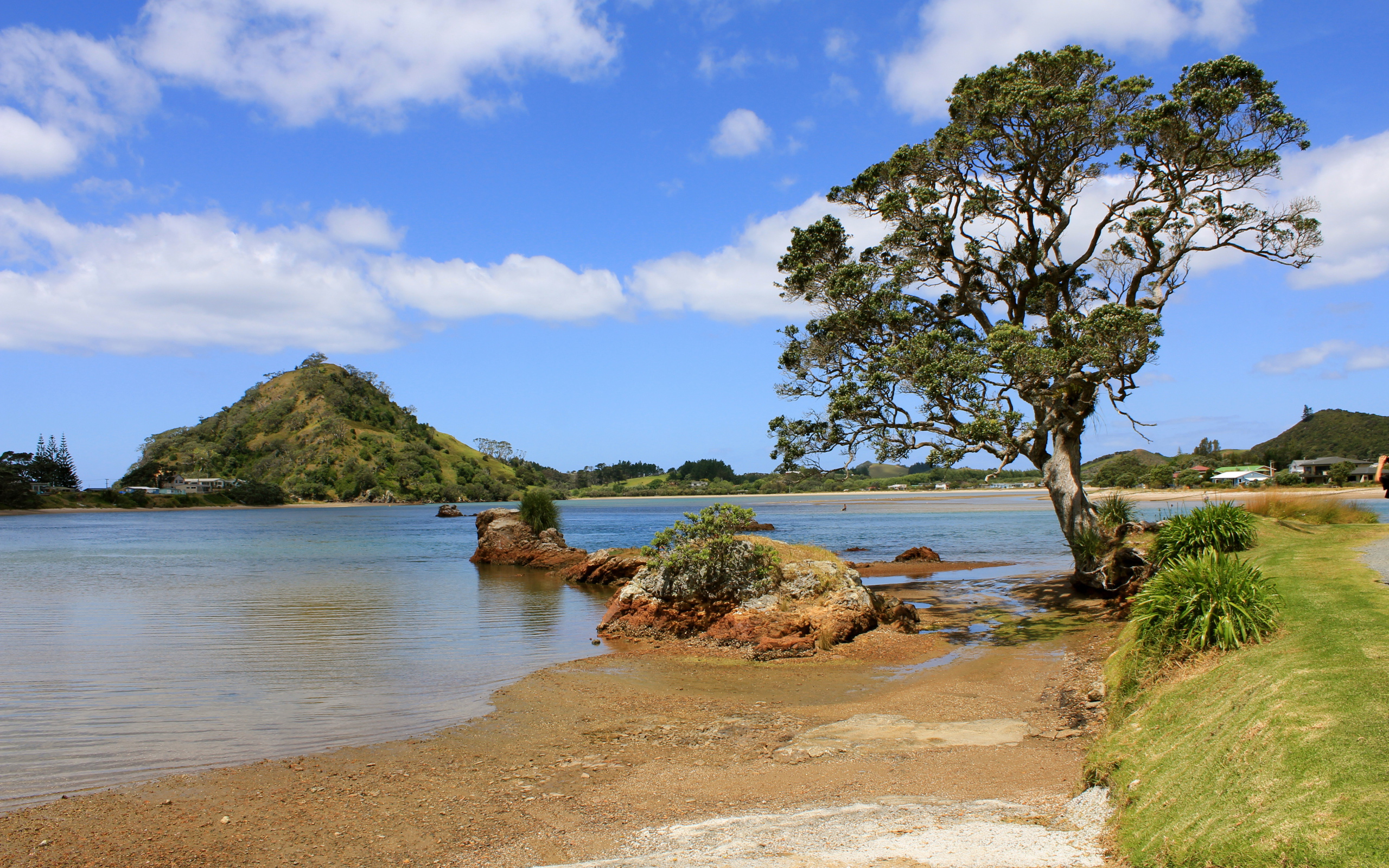 Дерево на берегу озера