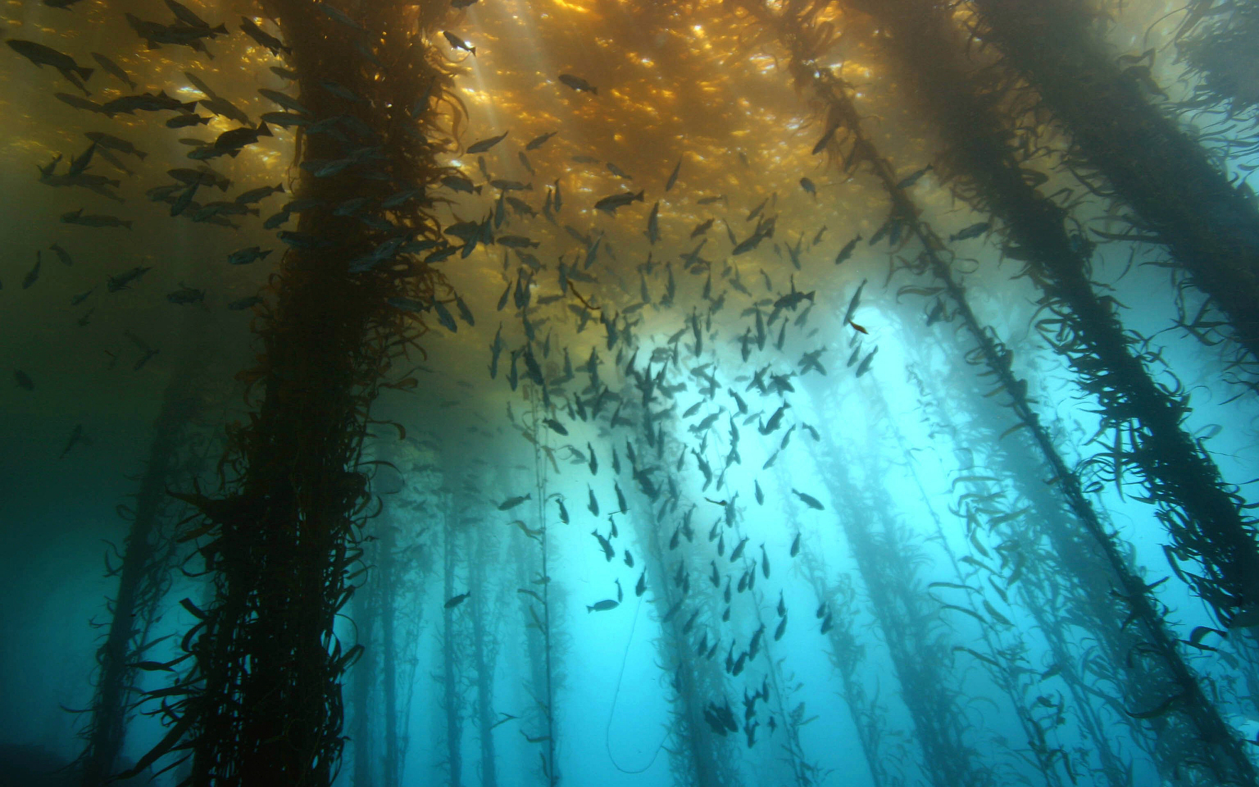 Подводный лес из водорослей