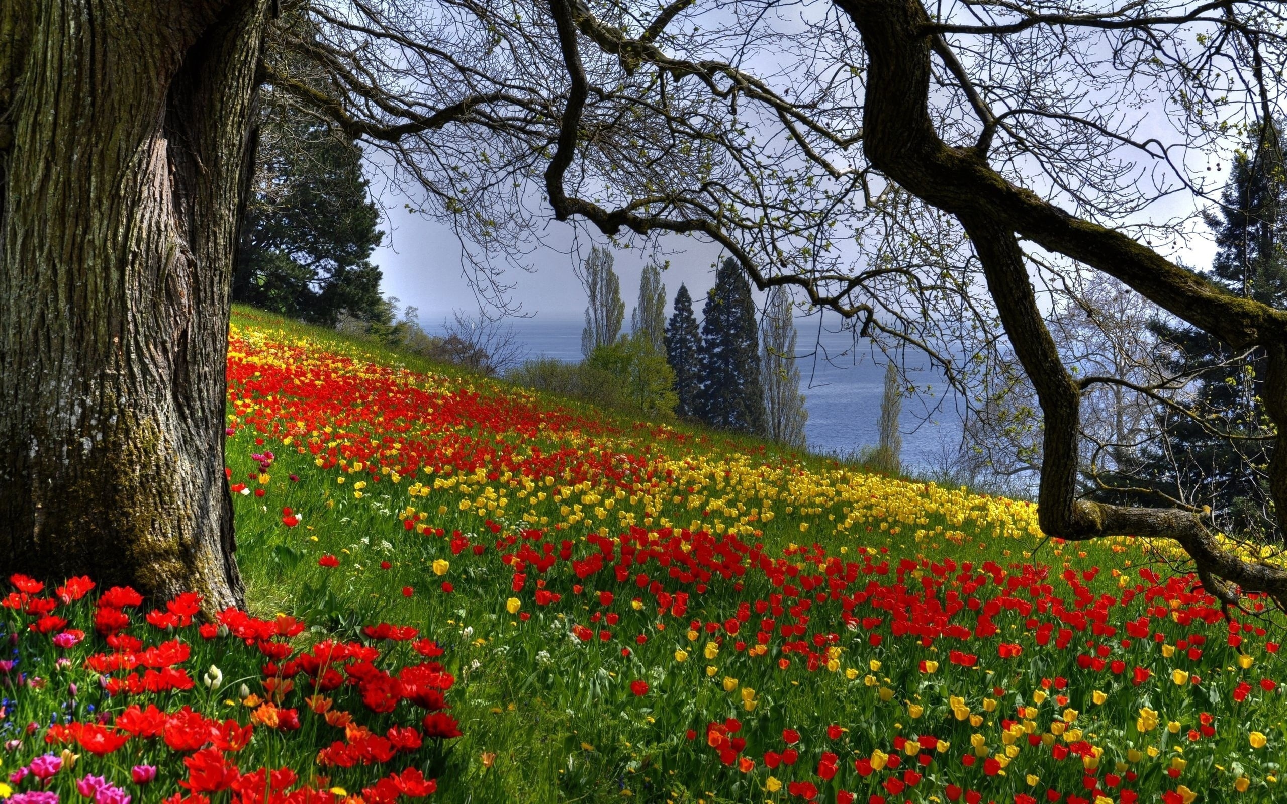 Spring Desktop Natural Picture Spring Nature Scenes Wallpaper For Computer