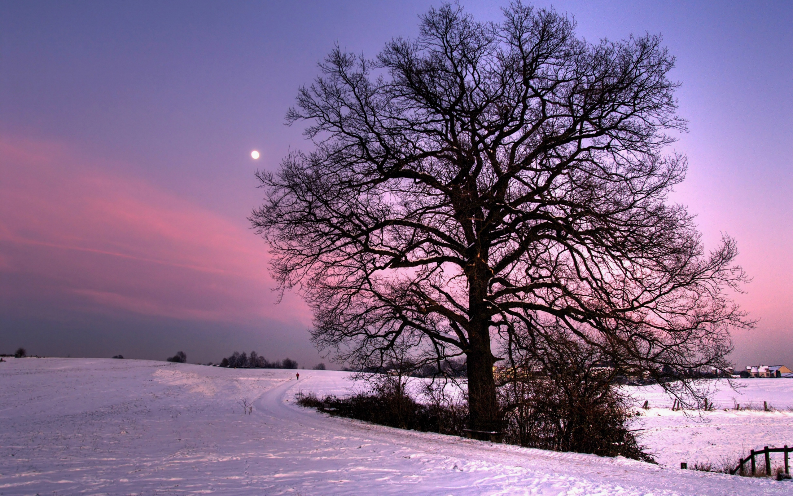 Дерево весной в снегу