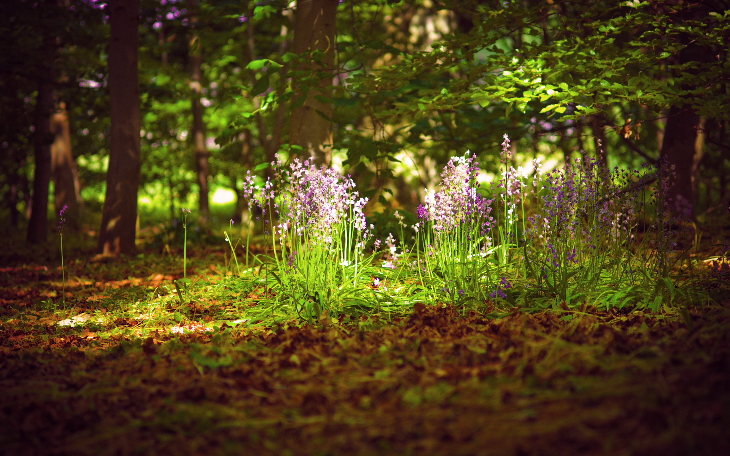 Цветочная поляна в лесу