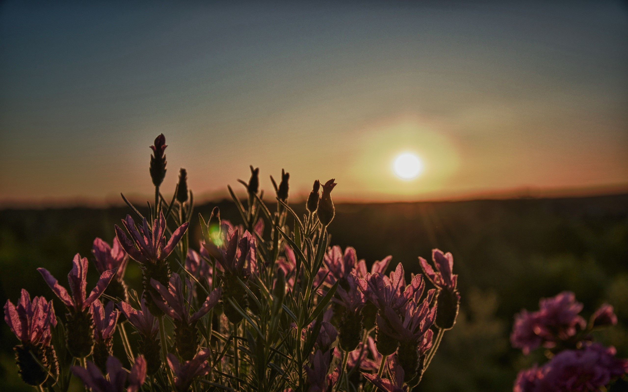 Цветы провожают солнце