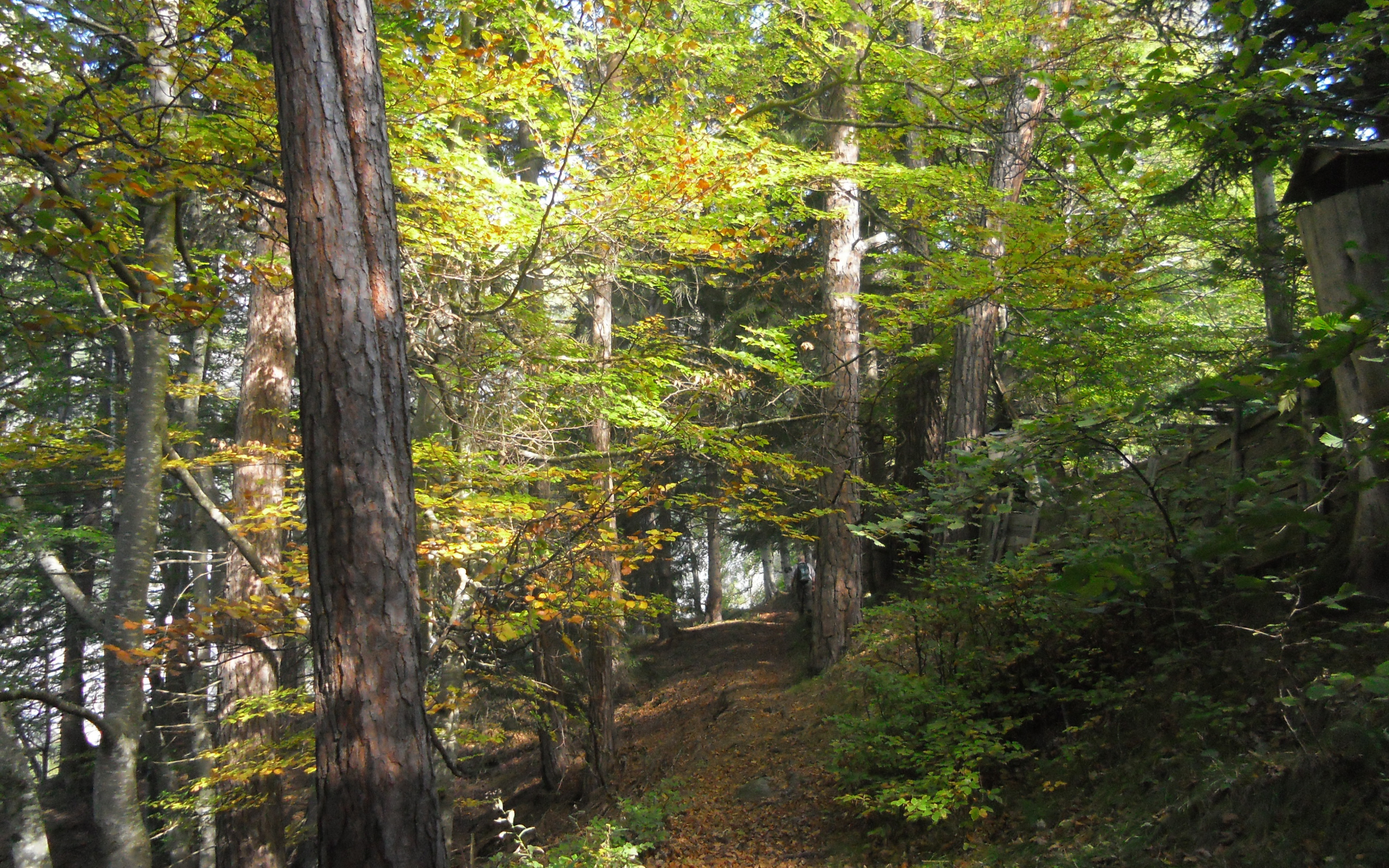 Лес на курорте Тельфс-Бюхен, Австрия
