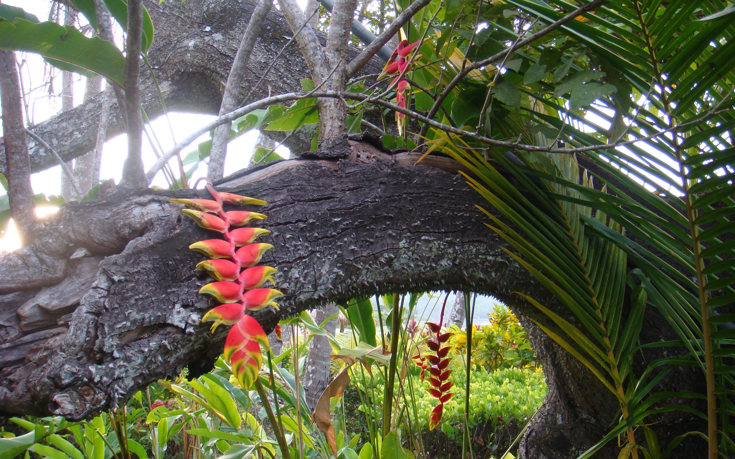 Красивые деревья в Коста-Рике