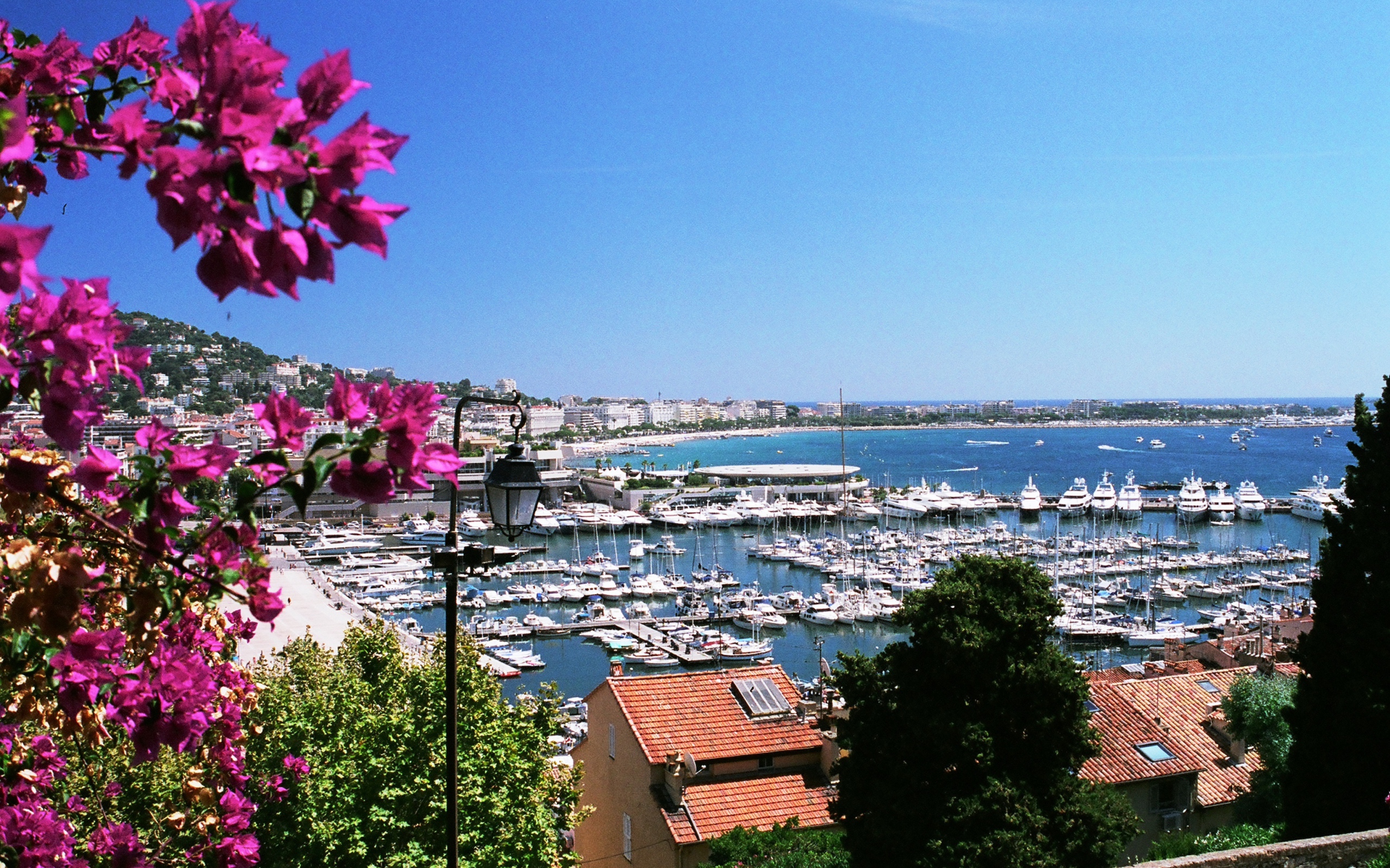 Цветы на фоне порта в Каннах, Франция