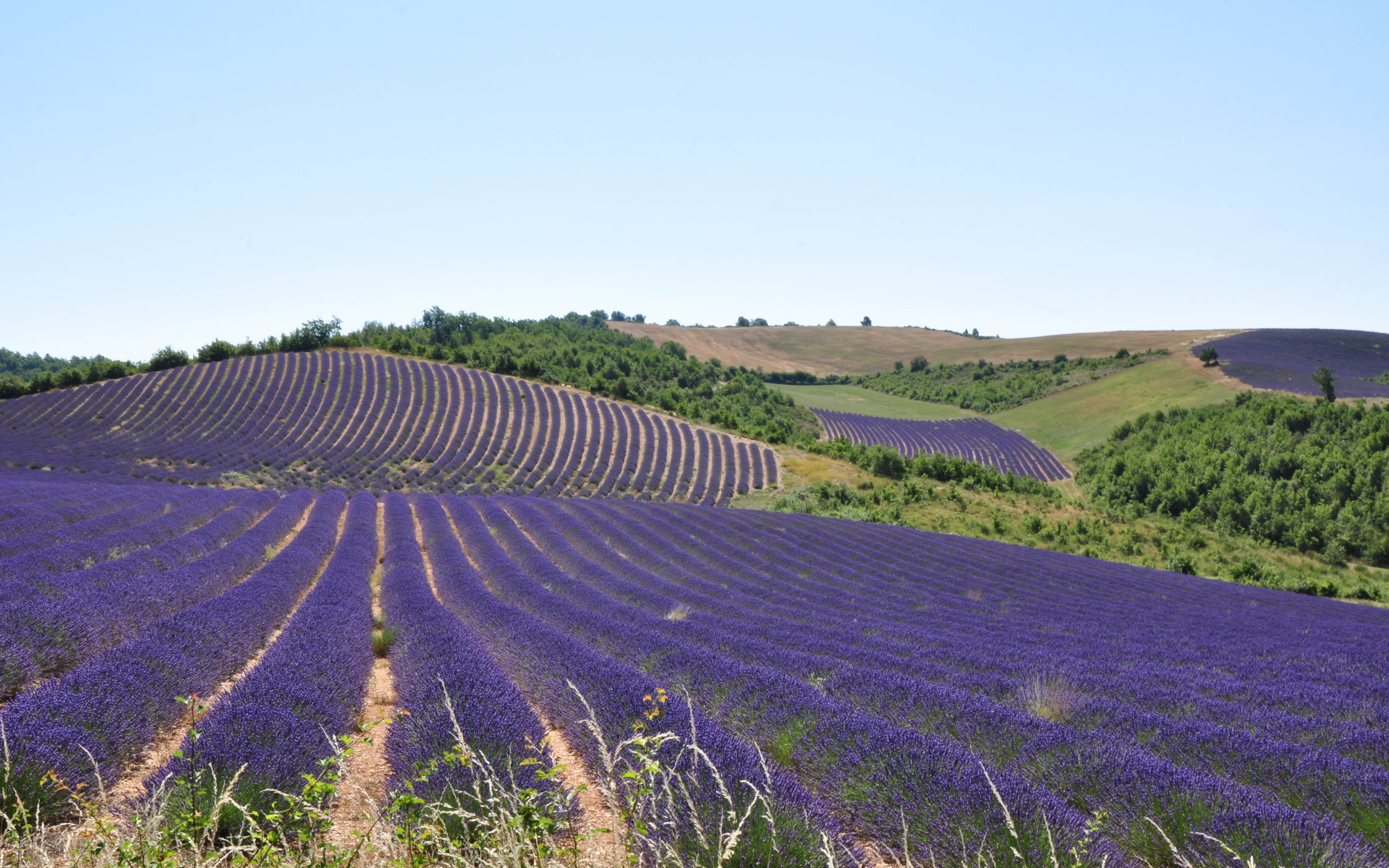 Лавандовые поля в Провансе, Франция