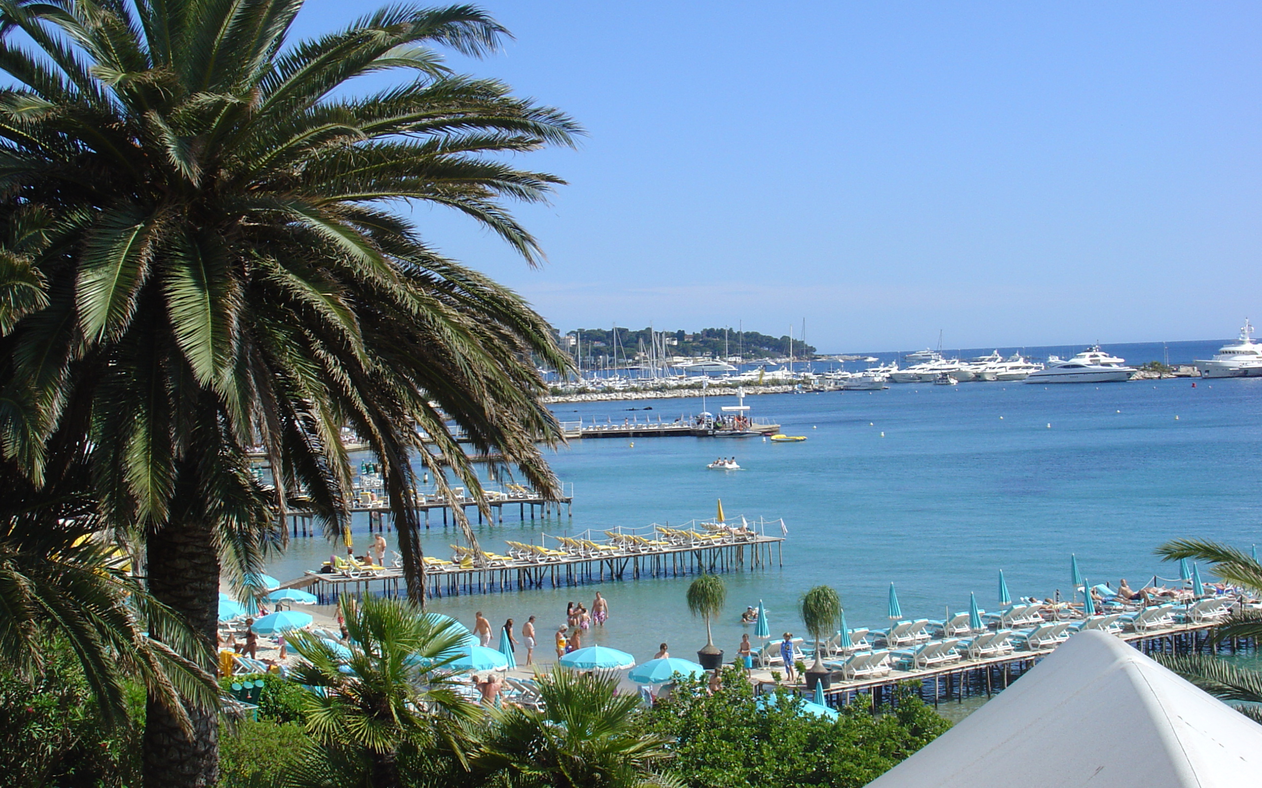 Пальма на фоне залива на курорте Антибы, Франция