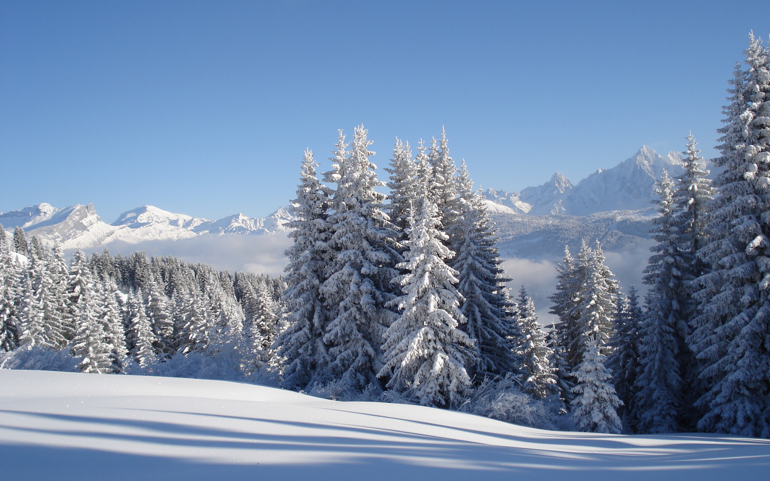 Заснеженные ели на горнолыжном курорте Межев, Франция