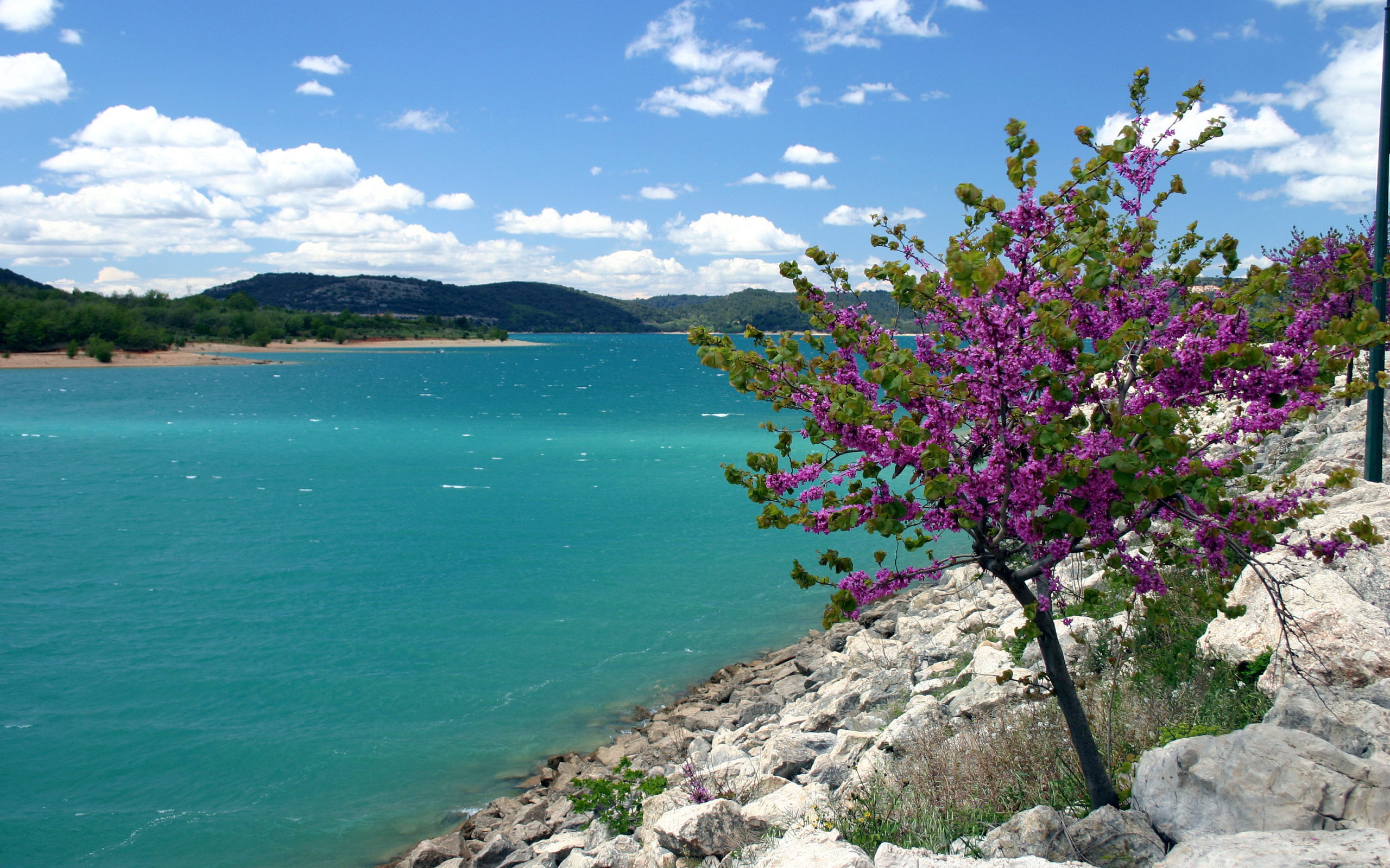 Дерево на берегу в Провансе, Франция