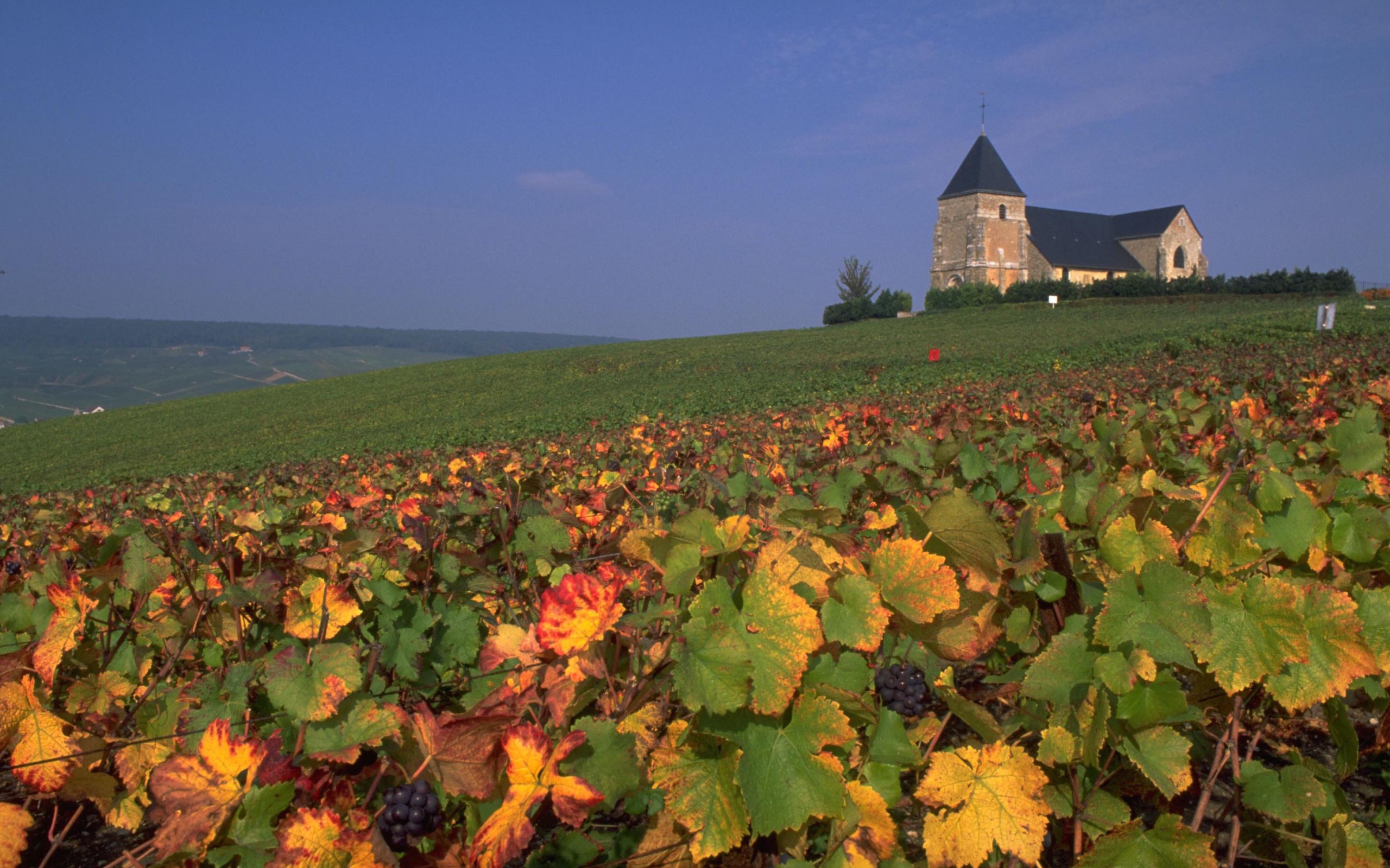 Виноградник в провинции Шампань, Франция