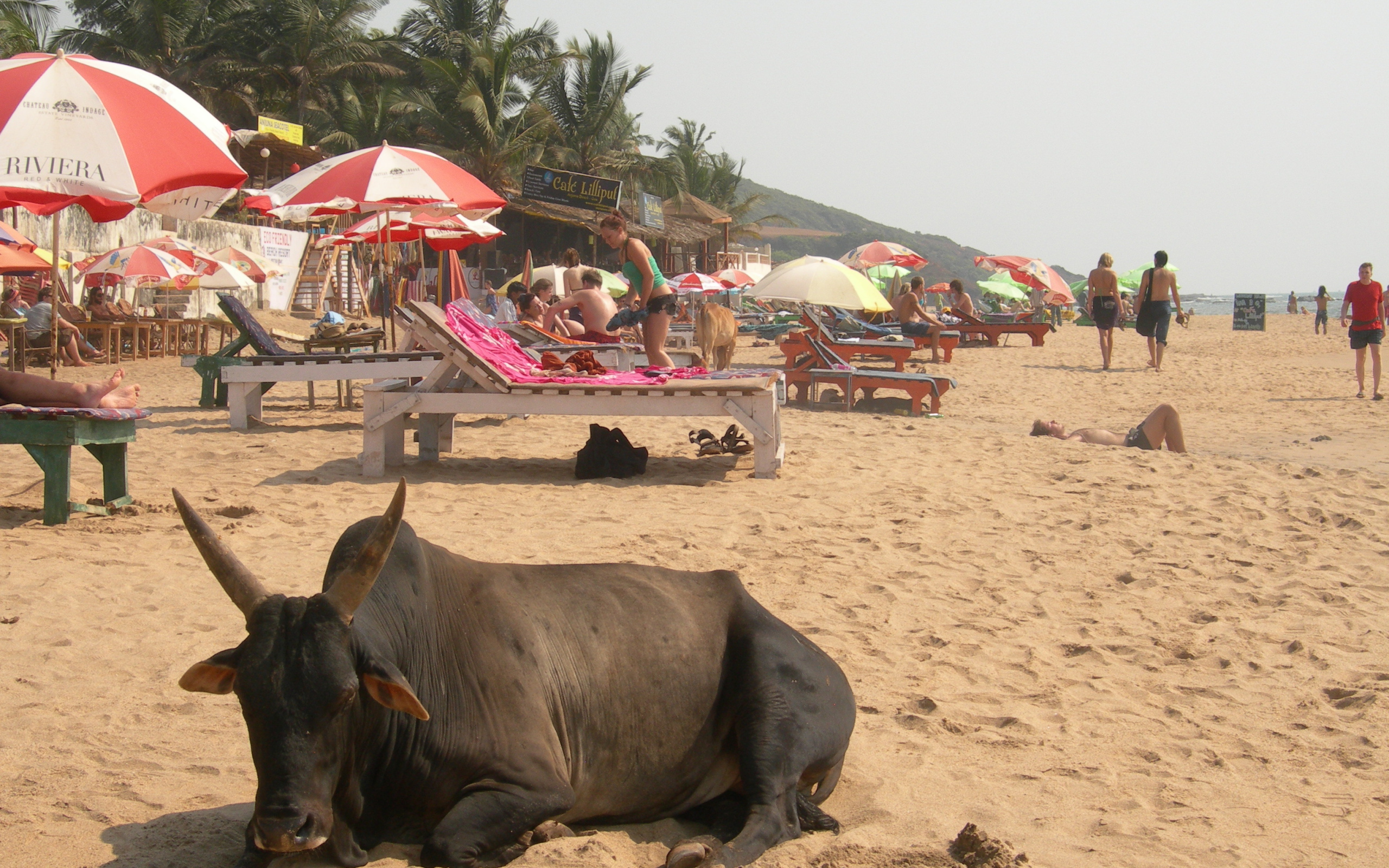 Корова на фоне туристов на пляже в Анджуне