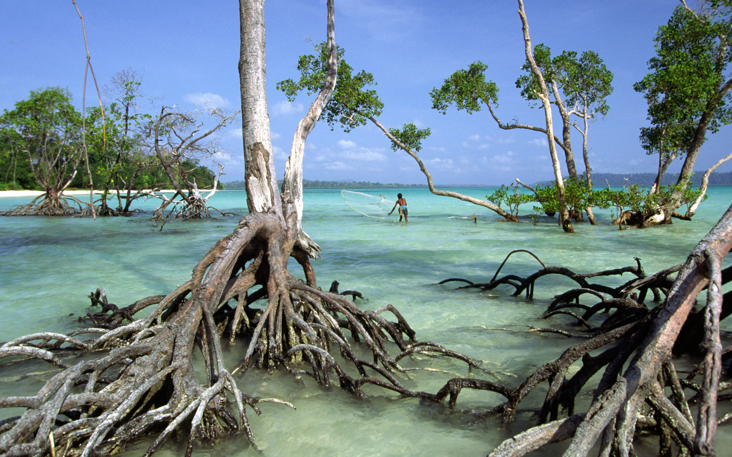Unusual trees on the Andaman Islands