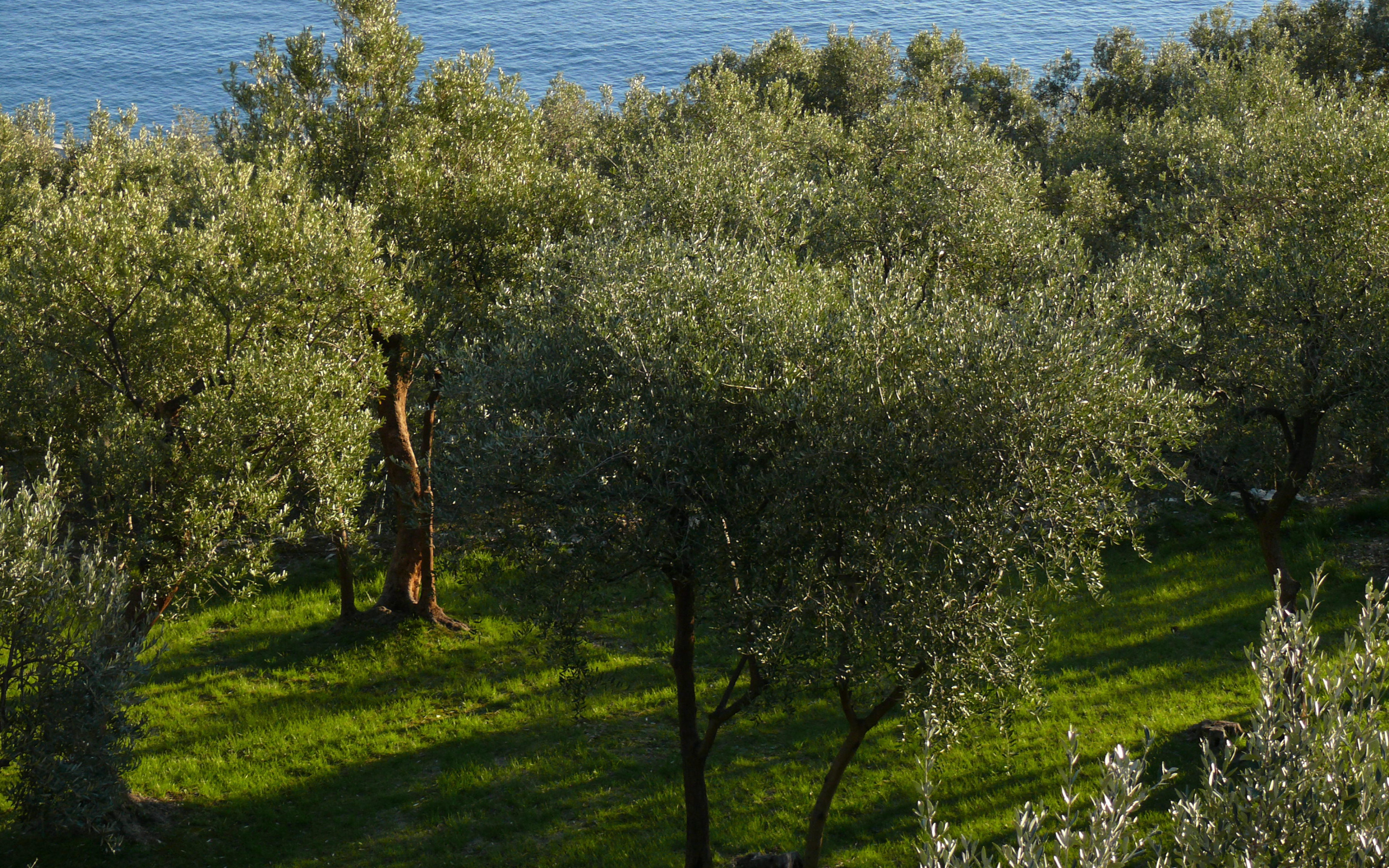 Оливковые деревья на фоне моря в Лигурии, Италия