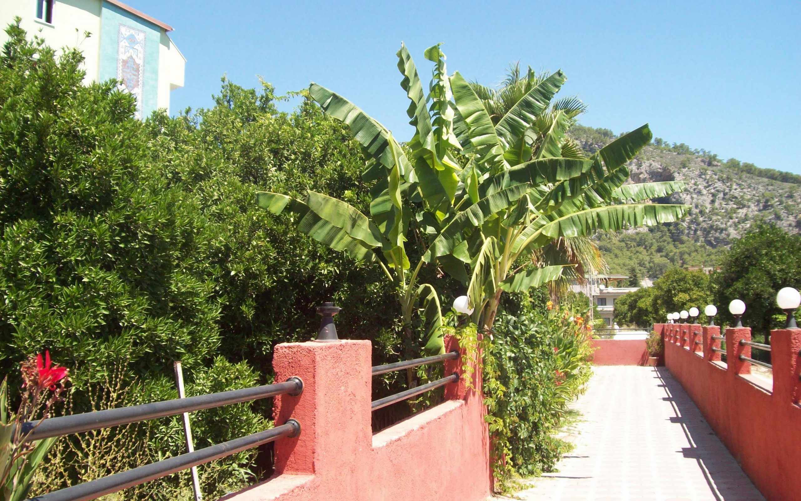 Зеленые растения в Кемере, Турция