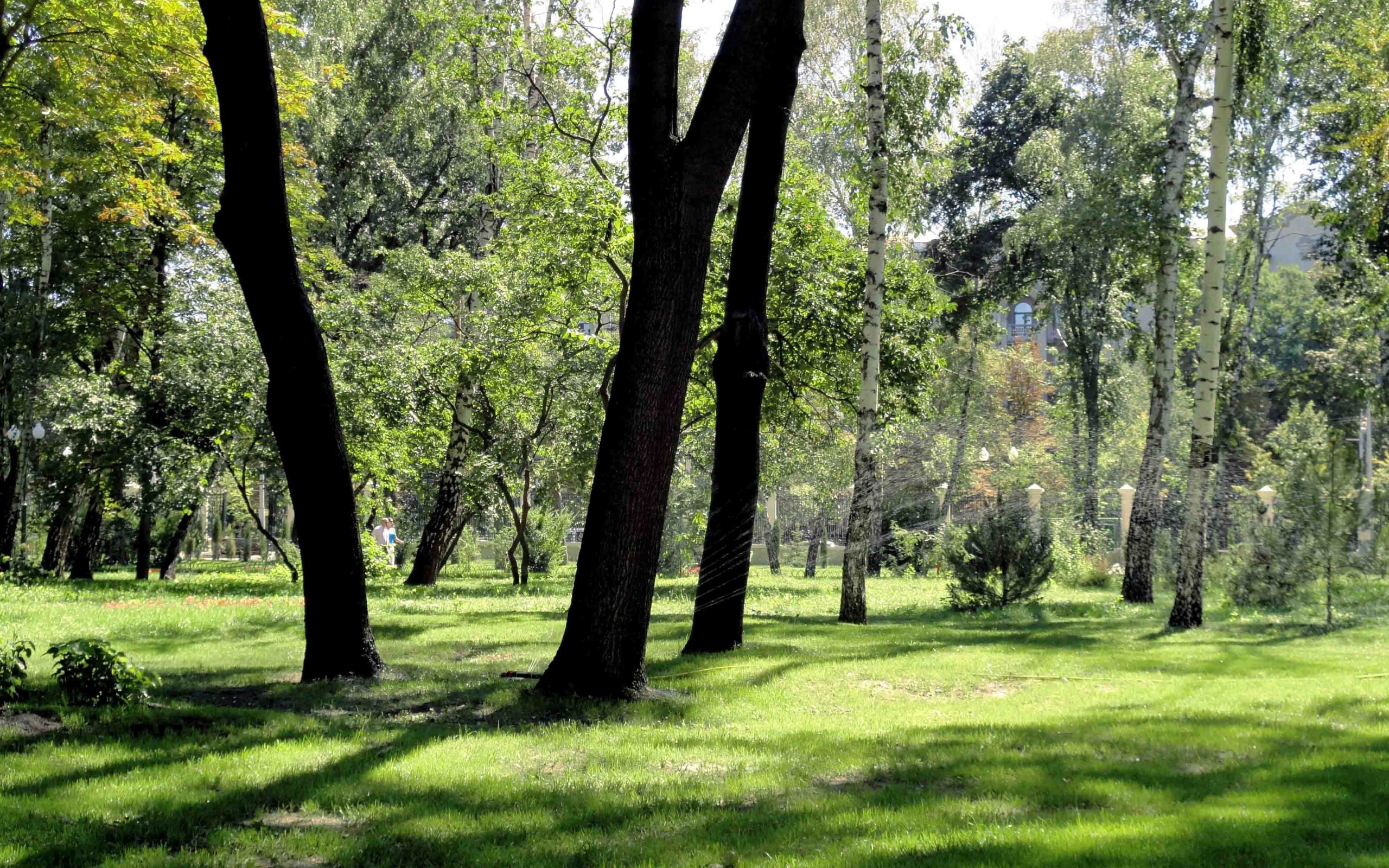 Леса в Харькове