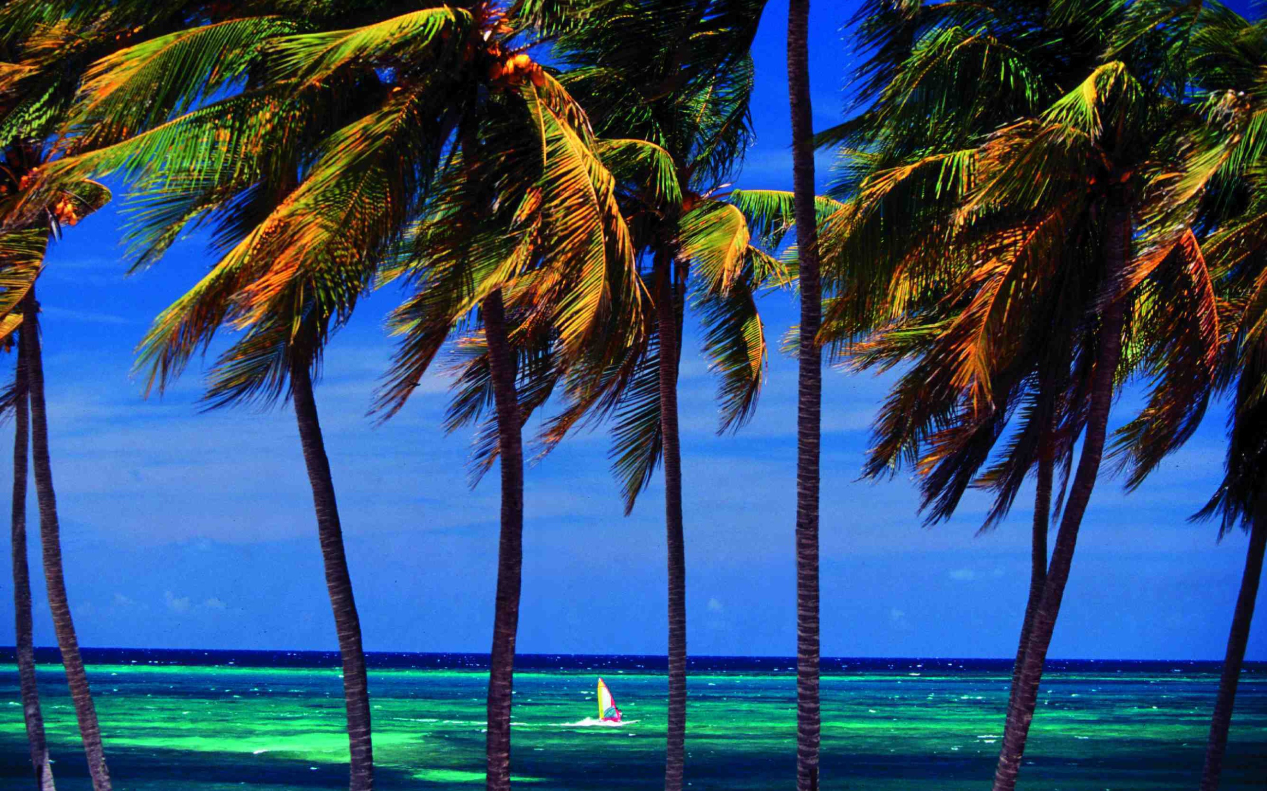 Пальмы на фоне моря на курорте Гуардалавака, Куба