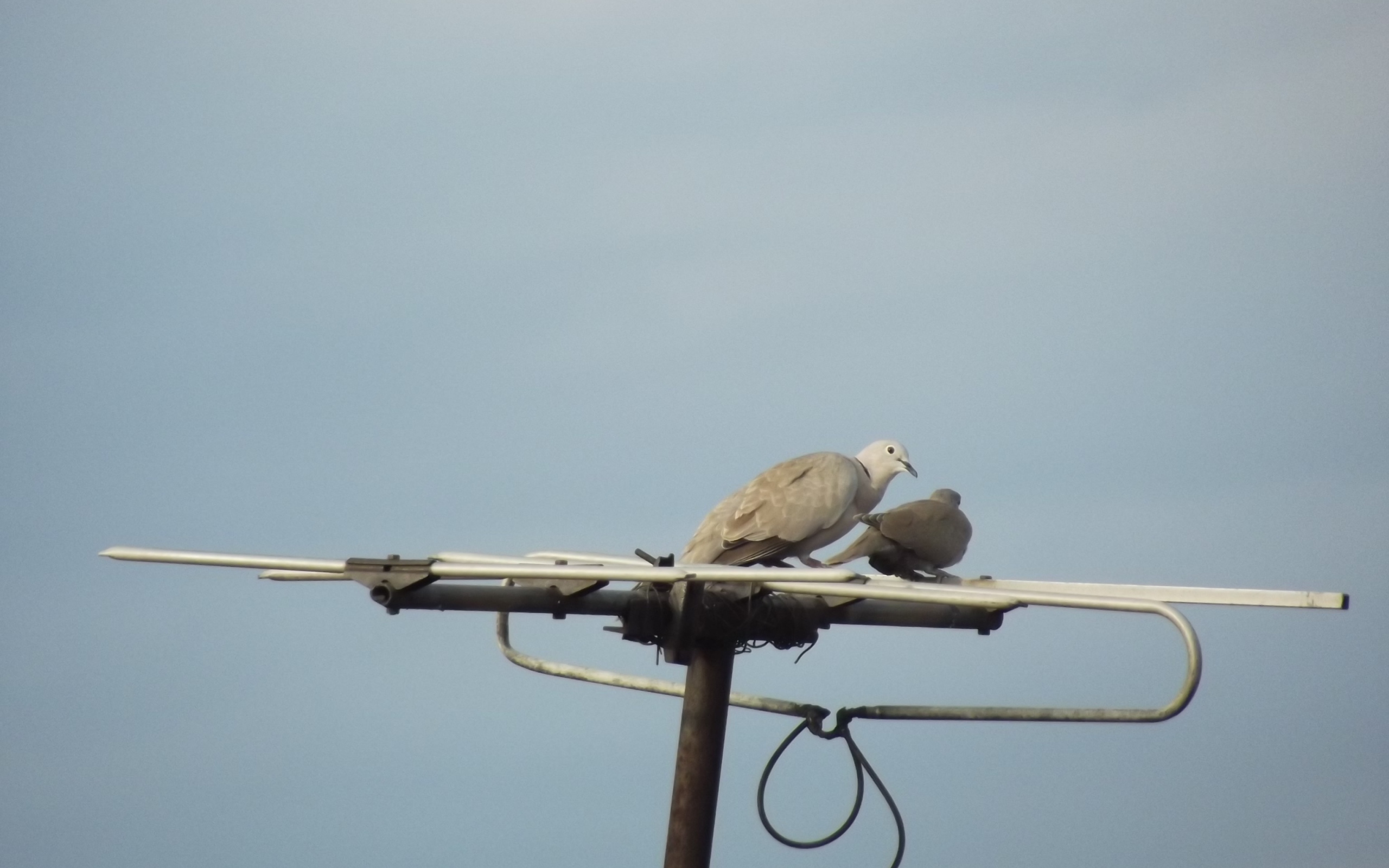 Два голубя на телевизионной антенне