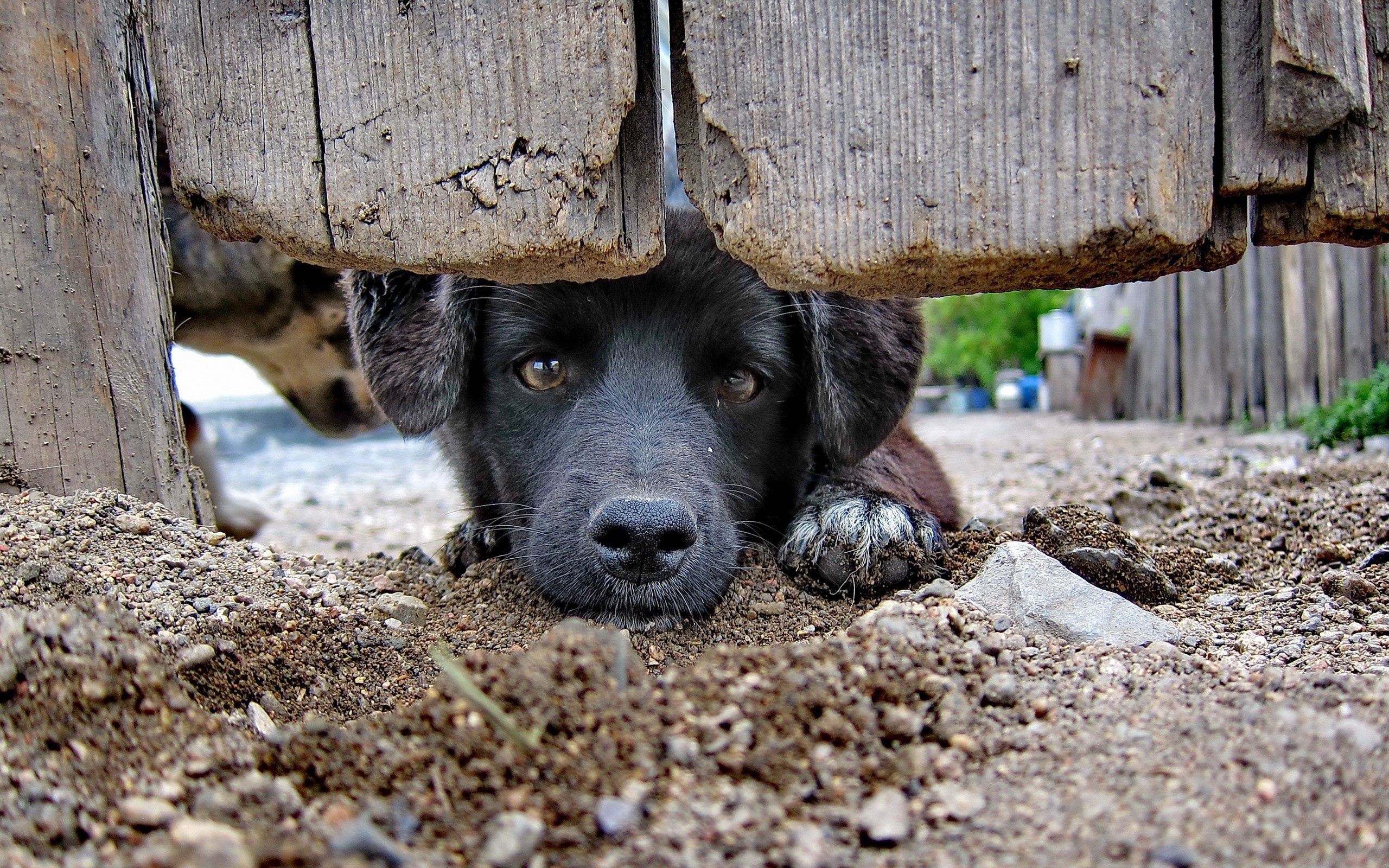 Черный пес за забором