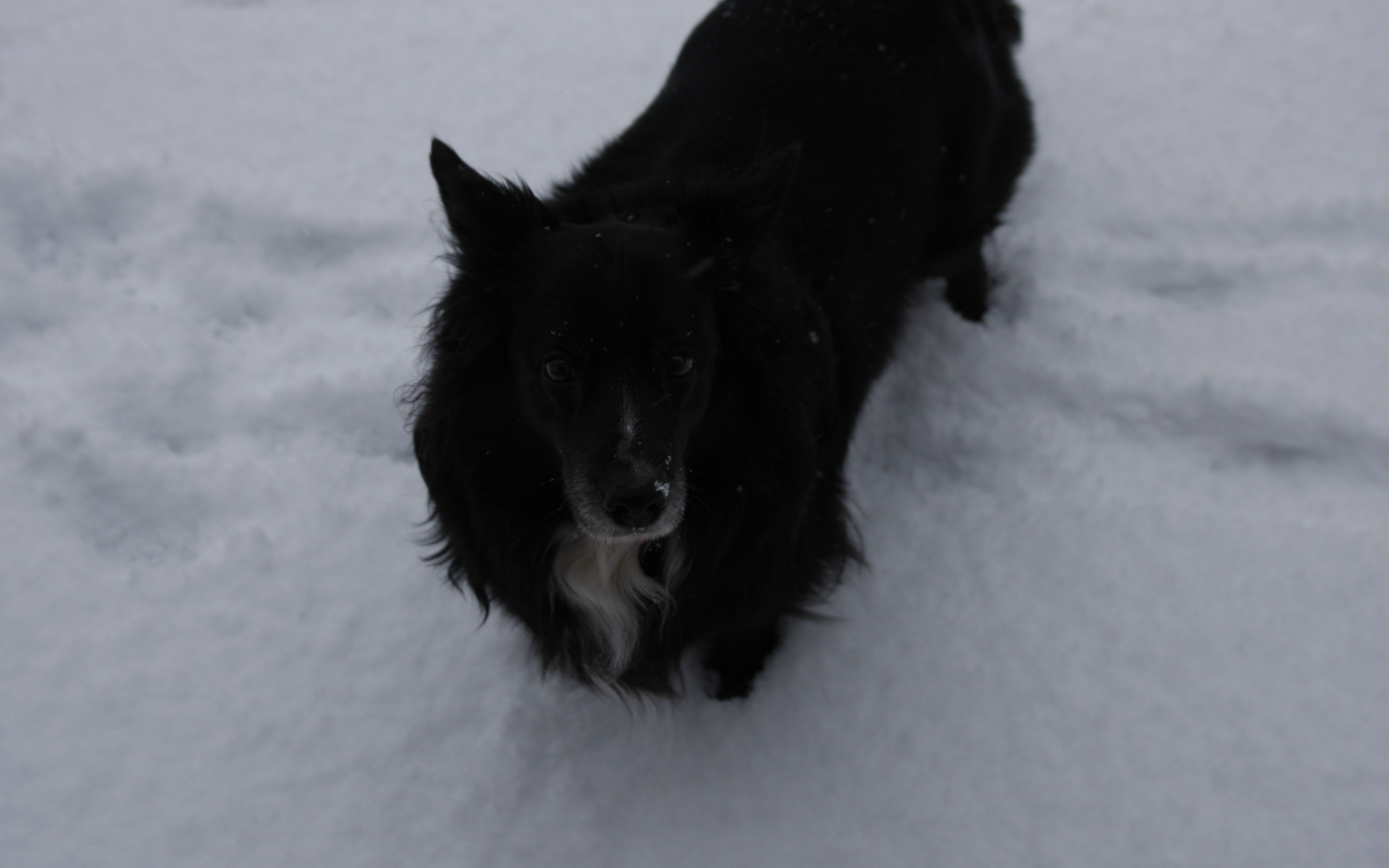 Черный пес стоит в снегу