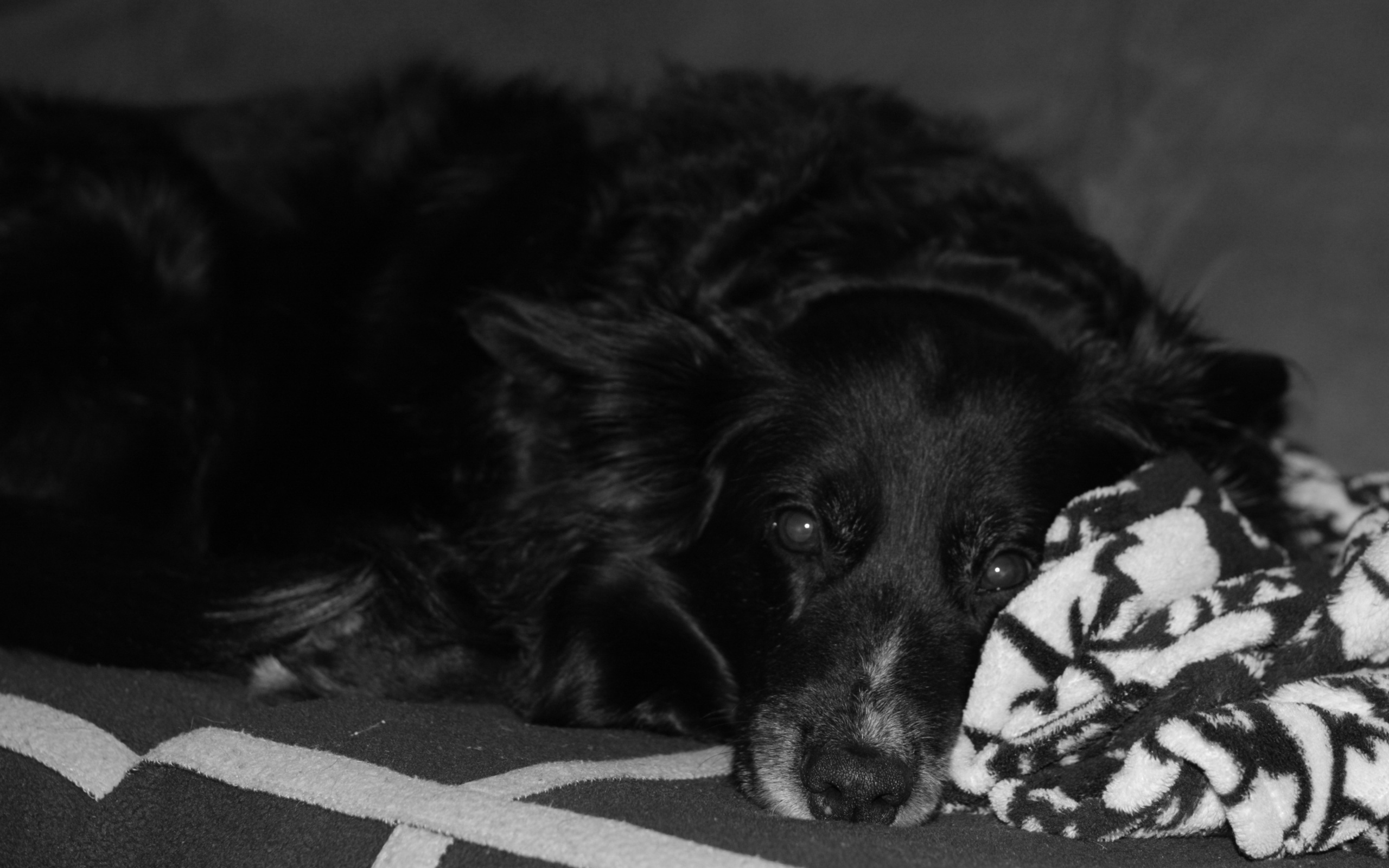 Грустный лохматый черный пес