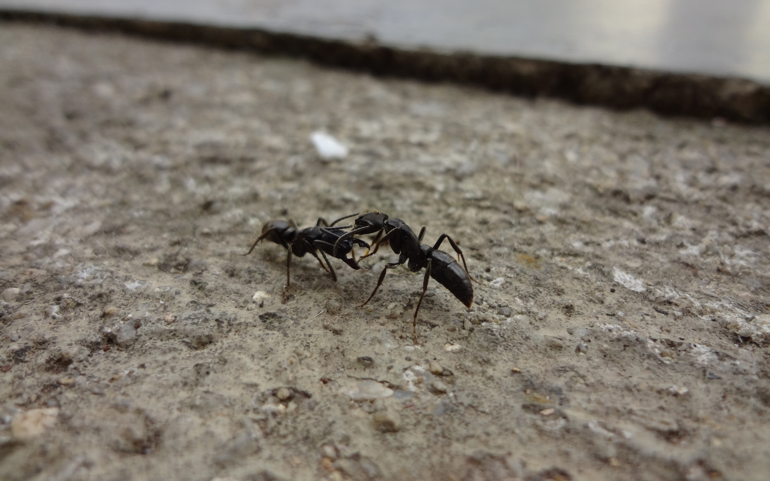 Два черных муравья на земле