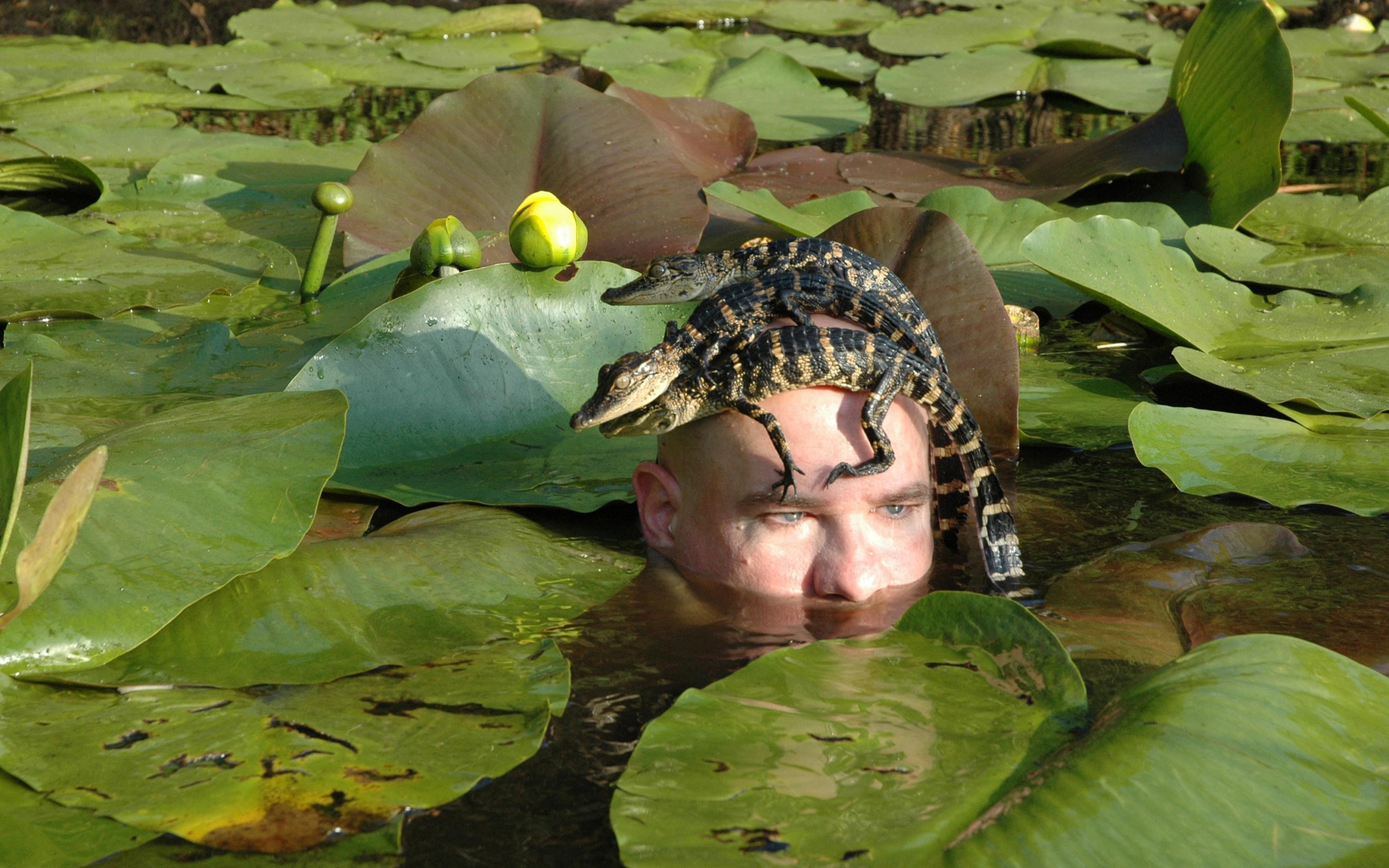 Крокодилы на голове человека